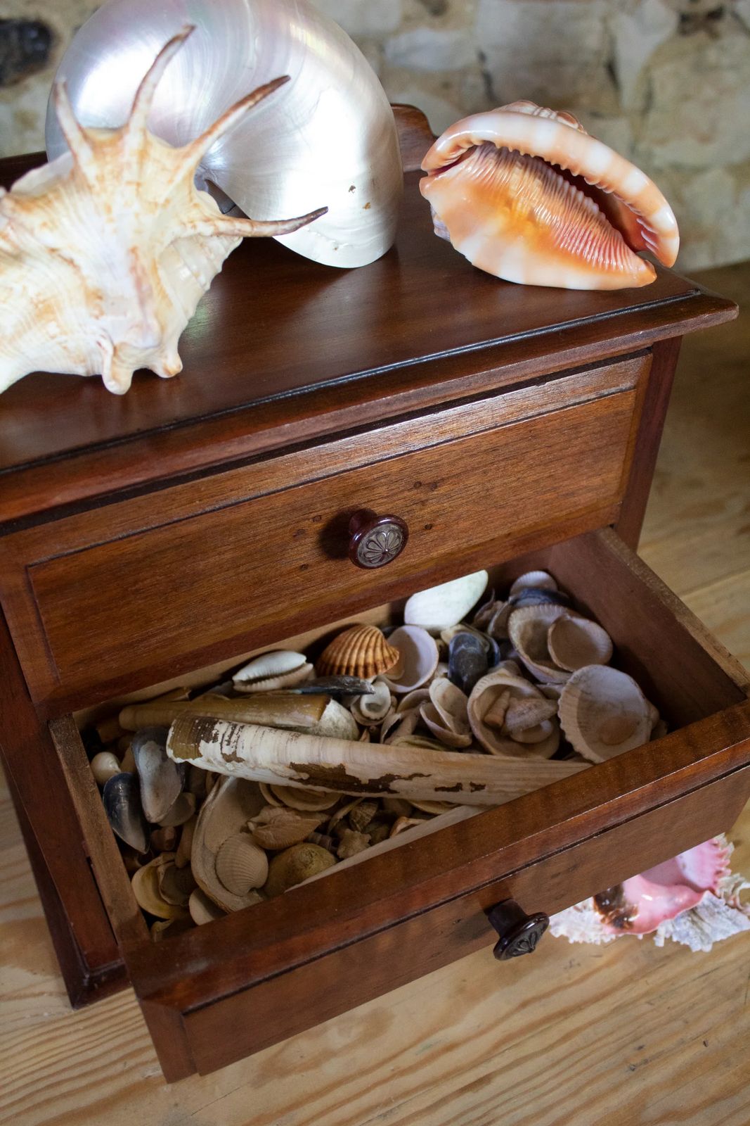 Tabletop Mahogany Collectors Drawers Filled With Shells photo furniture