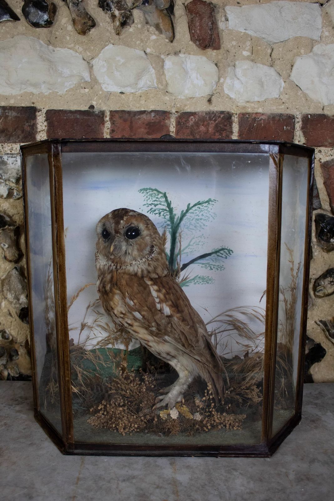 Taxidermy Tawny Owl (Strix Aluco) In Decorative Case