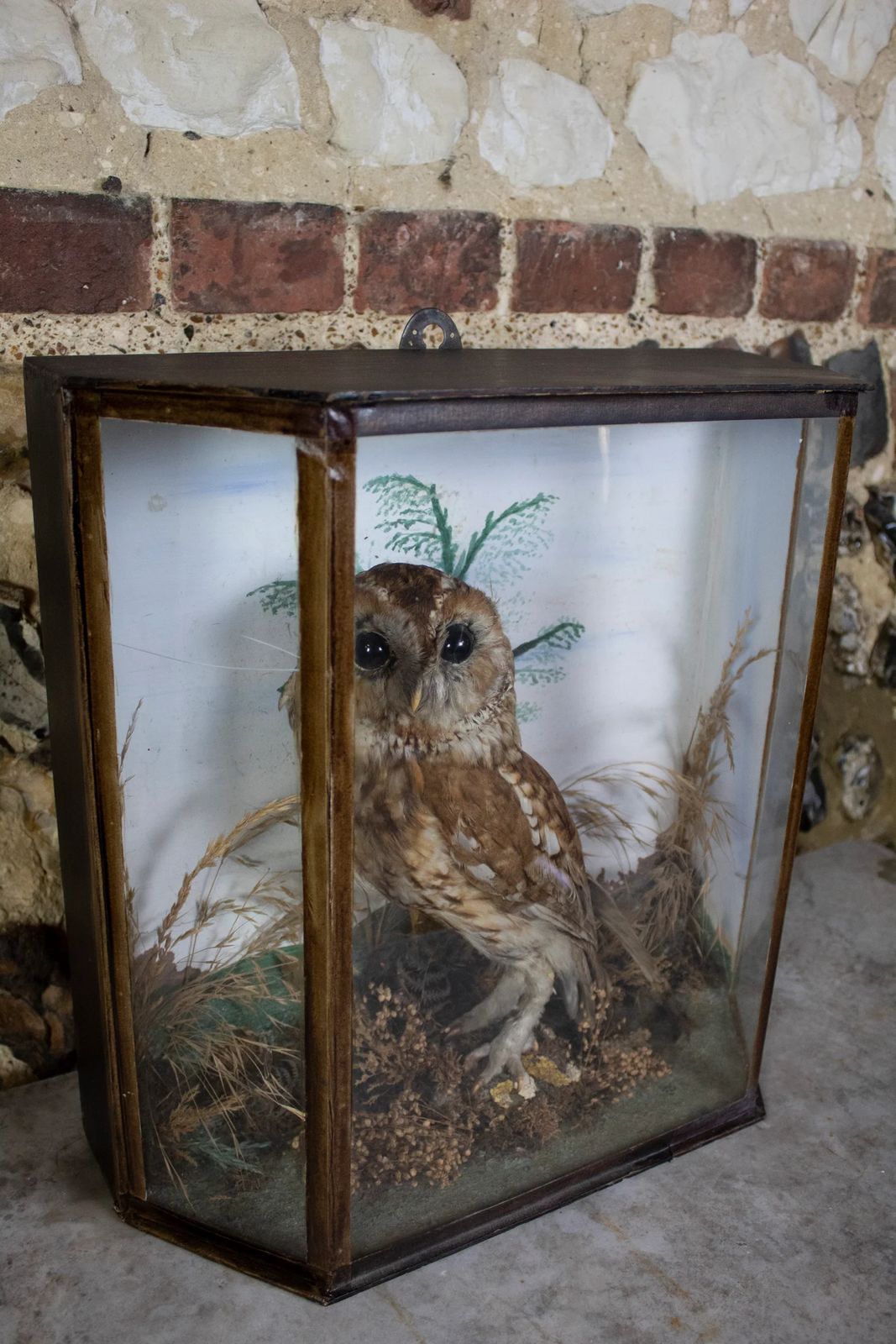 Taxidermy Tawny Owl (Strix Aluco) In Decorative Case photo furniture
