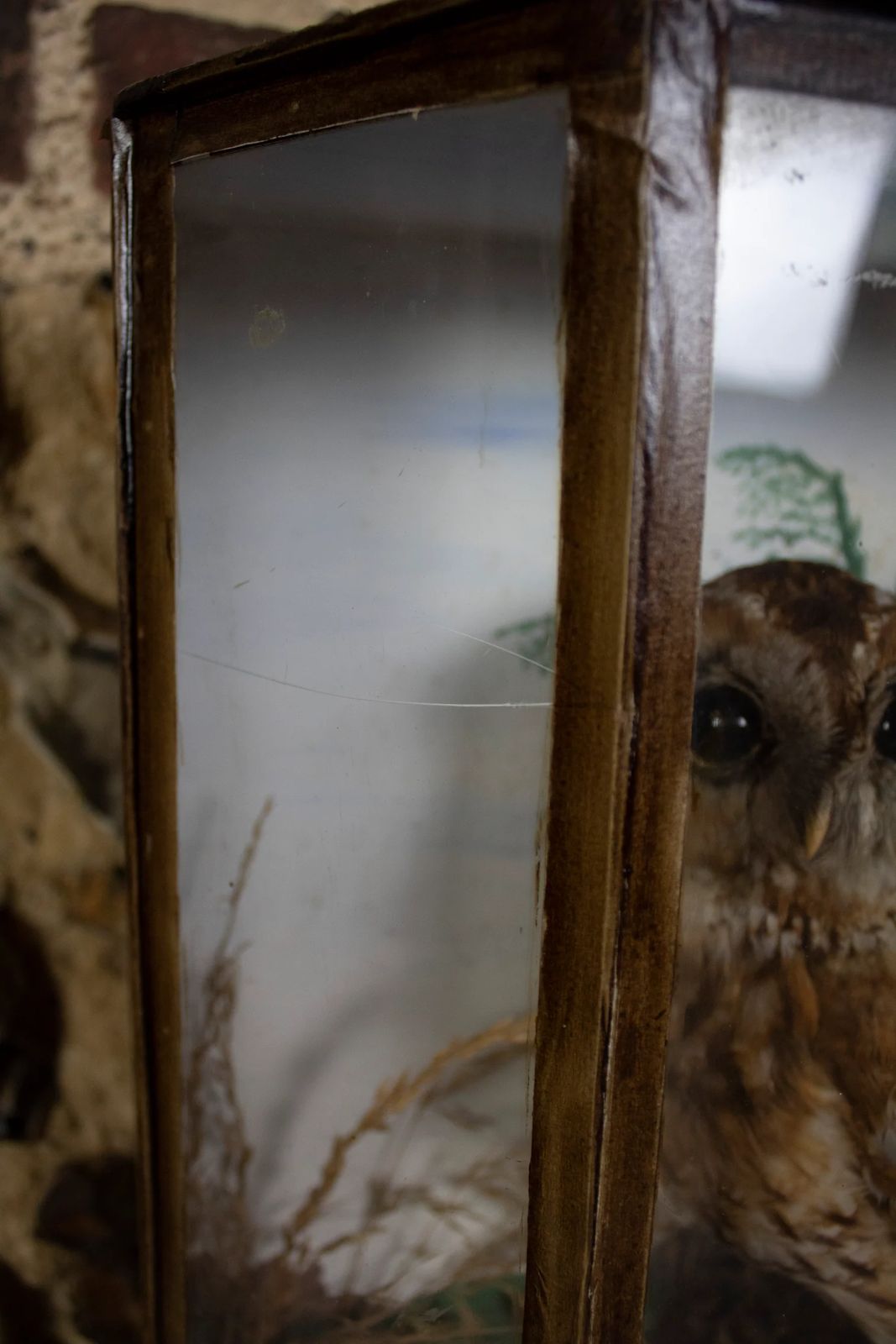 Taxidermy Tawny Owl (Strix Aluco) In Decorative Case photo Home Decor