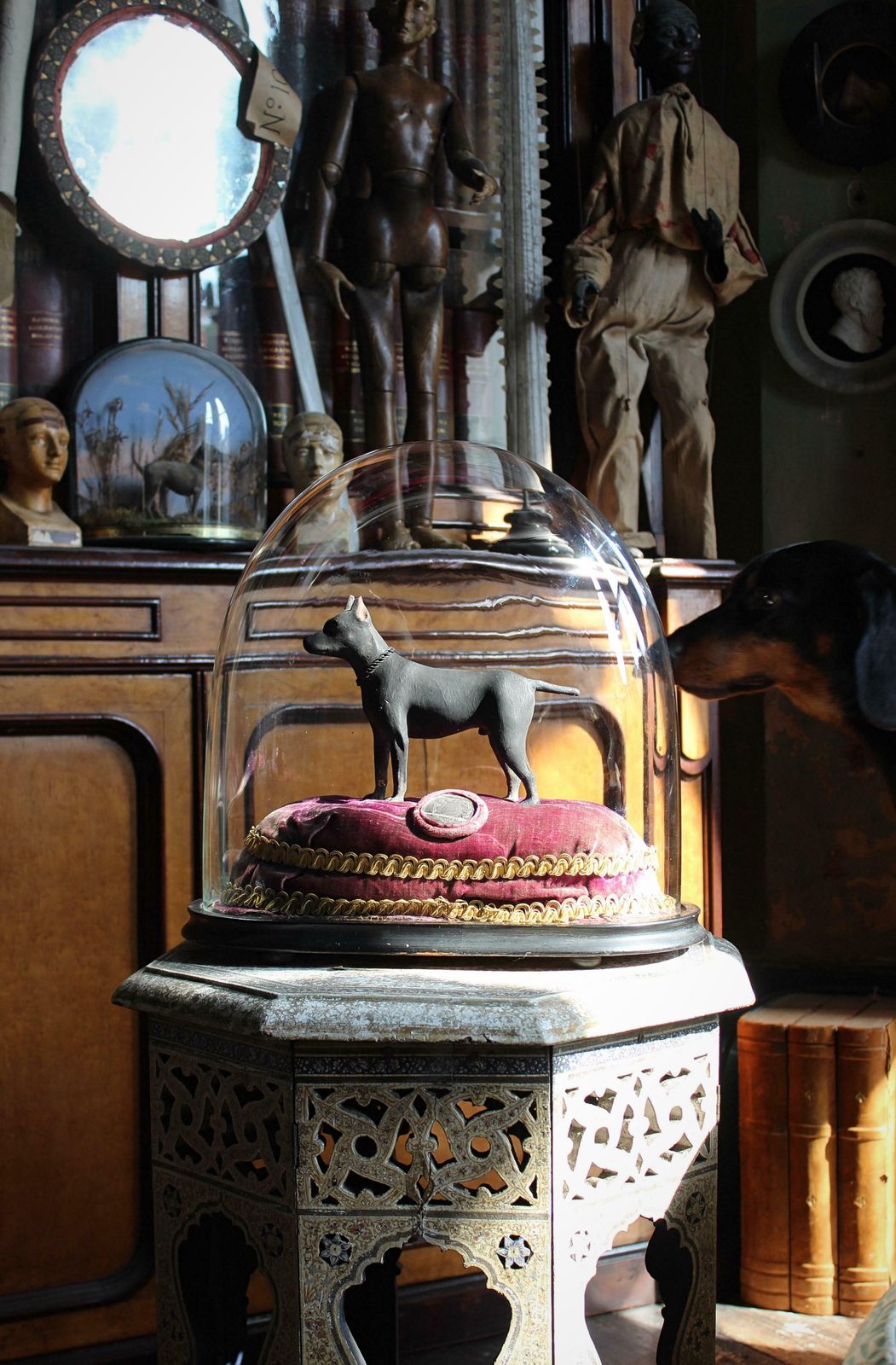 In Memory Of Jacko The Champion Ratter Circa 1850 Taxidermy Dog Interest photo furniture