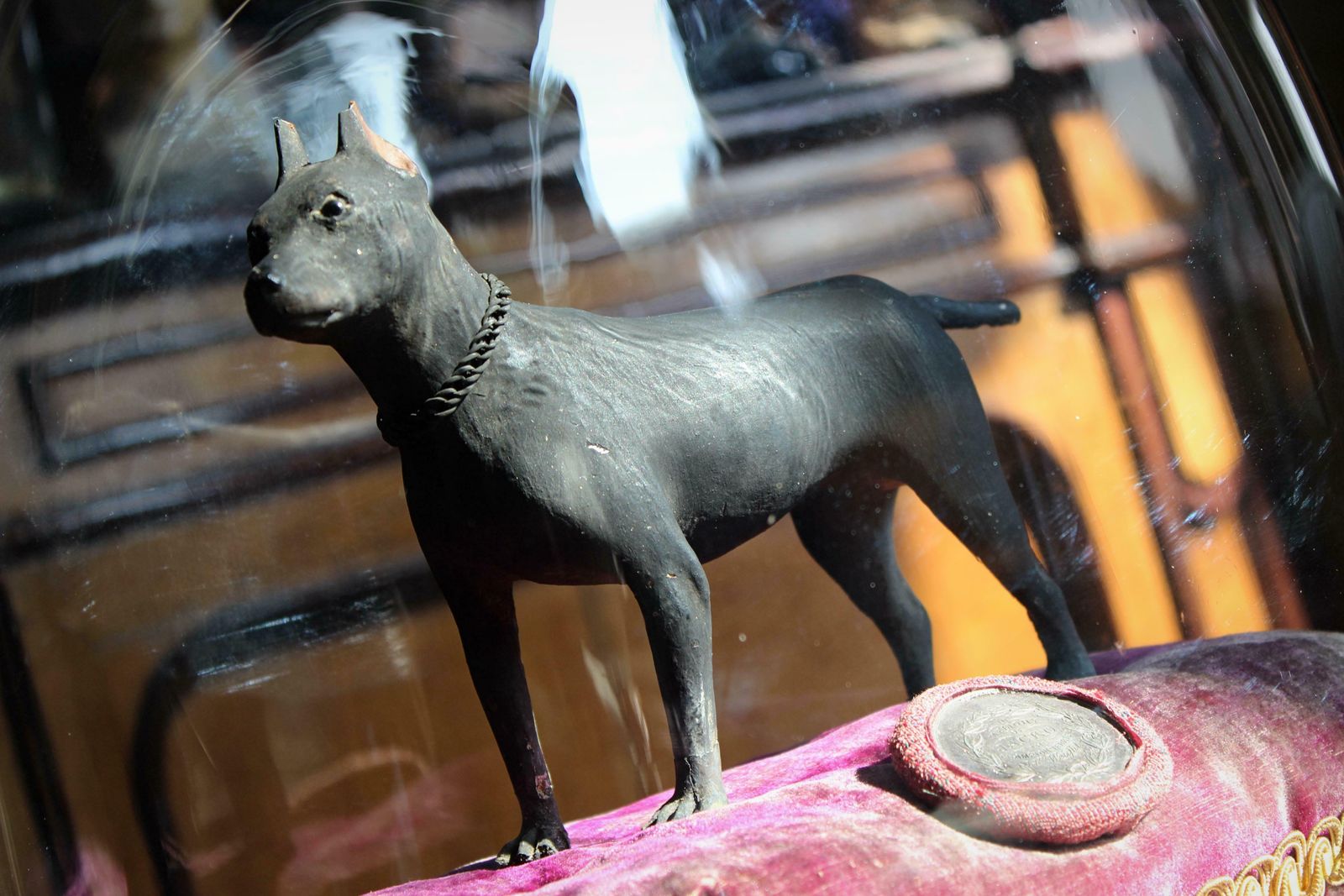 In Memory Of Jacko The Champion Ratter Circa 1850 Taxidermy Dog Interest photo for sale