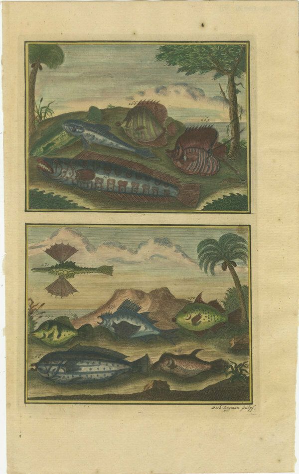 Set Of 12 Colored Antique Prints Of Various Fishes And Crustaceans photo vintage