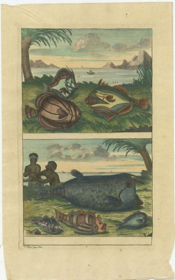 photo for sale Set Of 12 Colored Antique Prints Of Various Fishes And Crustaceans