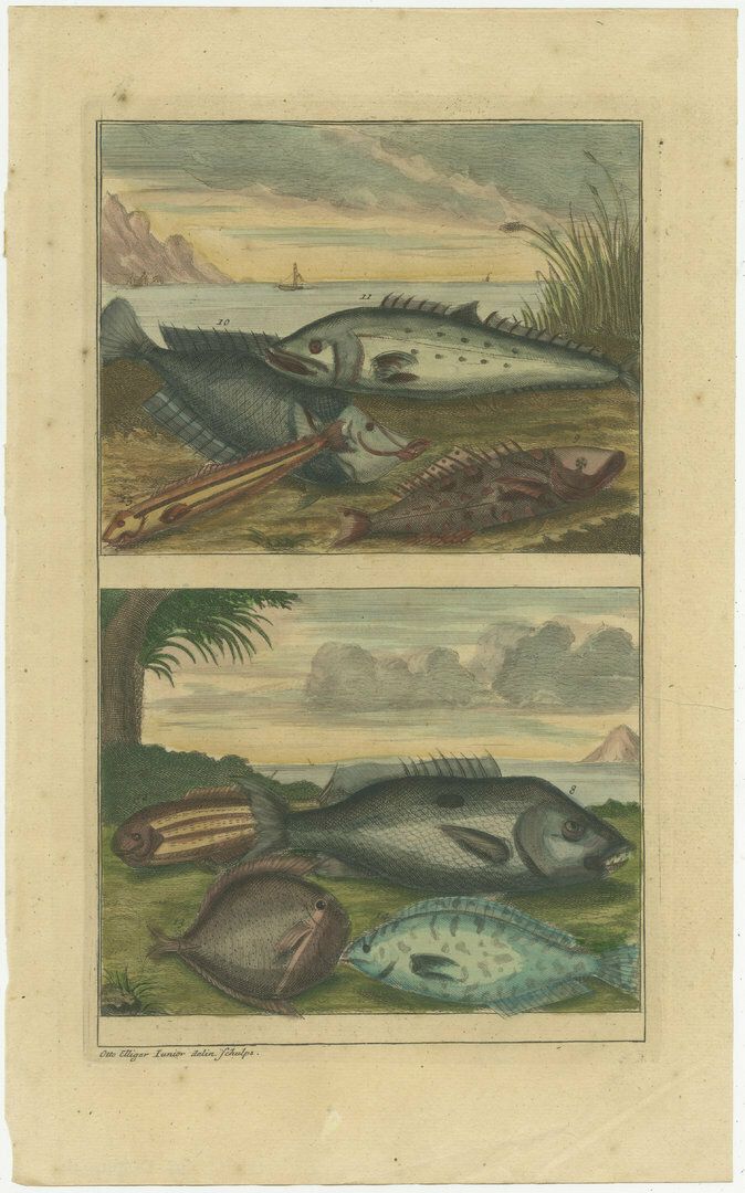 Set Of 4 Colored Antique Prints Of Various Fishes And Crustaceans photo furniture