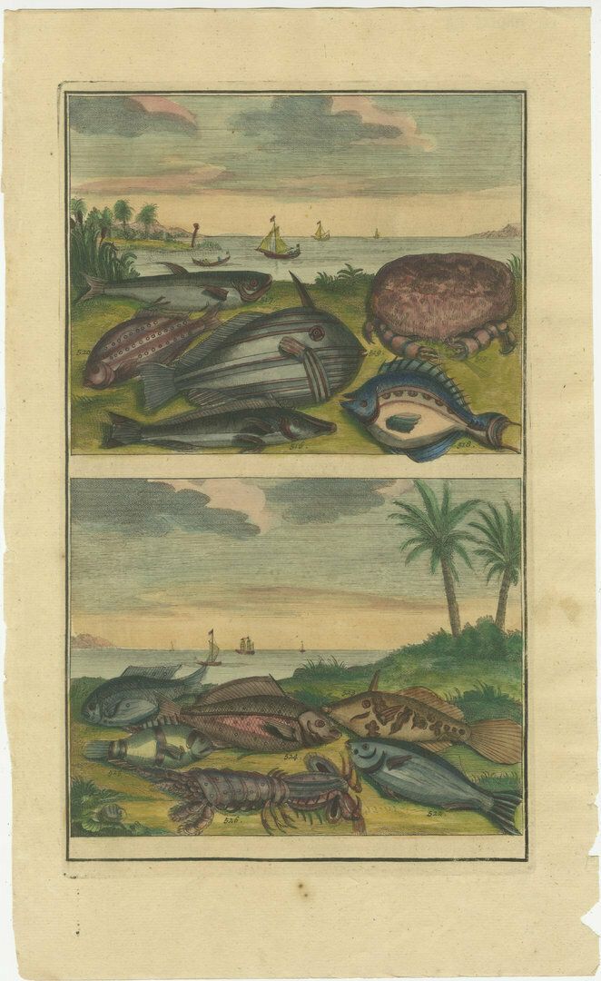 Set Of 4 Colored Antique Prints Of Various Fishes And Crustaceans photo 900.0