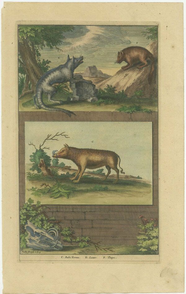 Colored Antique Print Of A Babirusa And Two Other Animals