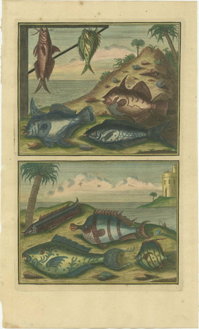 Set Of 8 Colo Red Antique Prints Of Various Fishes And Crustaceans photo furniture