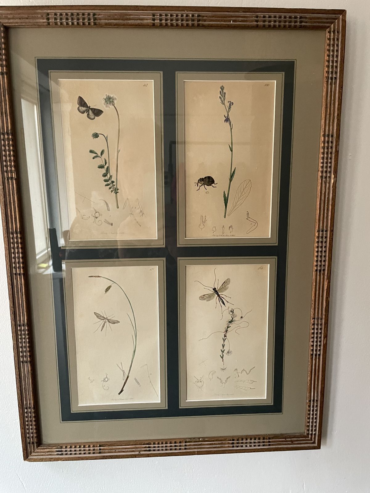 Antique Botanicals With Insects And Plants By John Curtis photo furniture