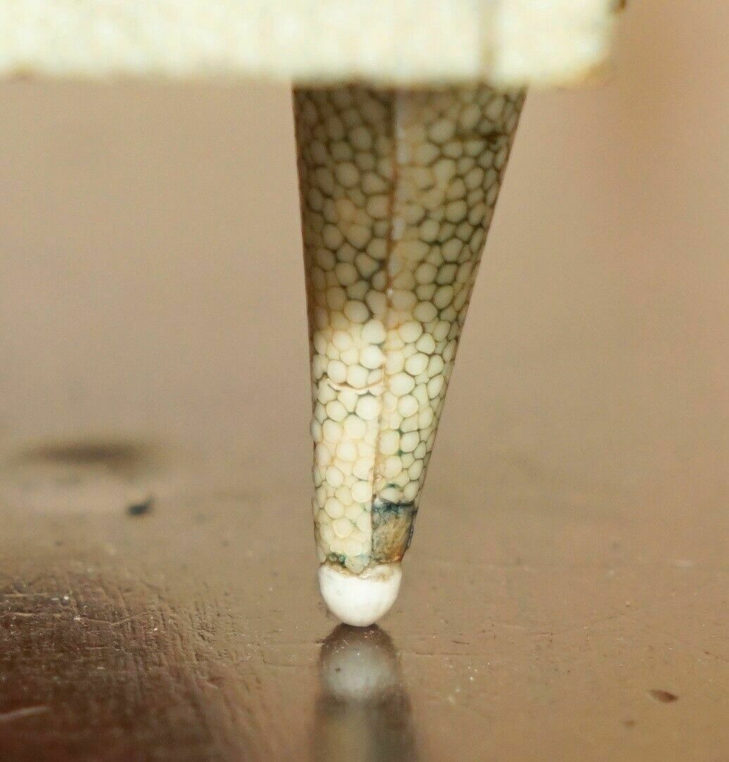 Super Rare Antique Shagreen (Shark Skin) Burr Walnut Musical Jewellery Piano Box photo vintage