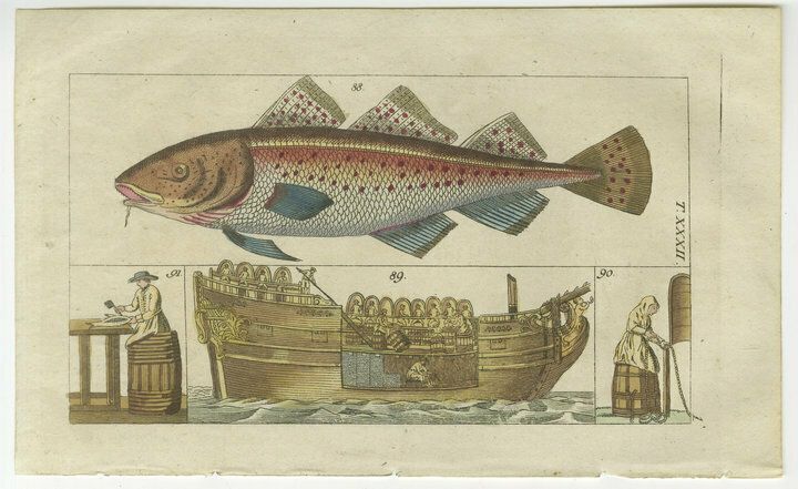 Set Of 4 Antique Fish Prints   Beluga Sturgeon   Pollock   Atlantic Cod photo for sale