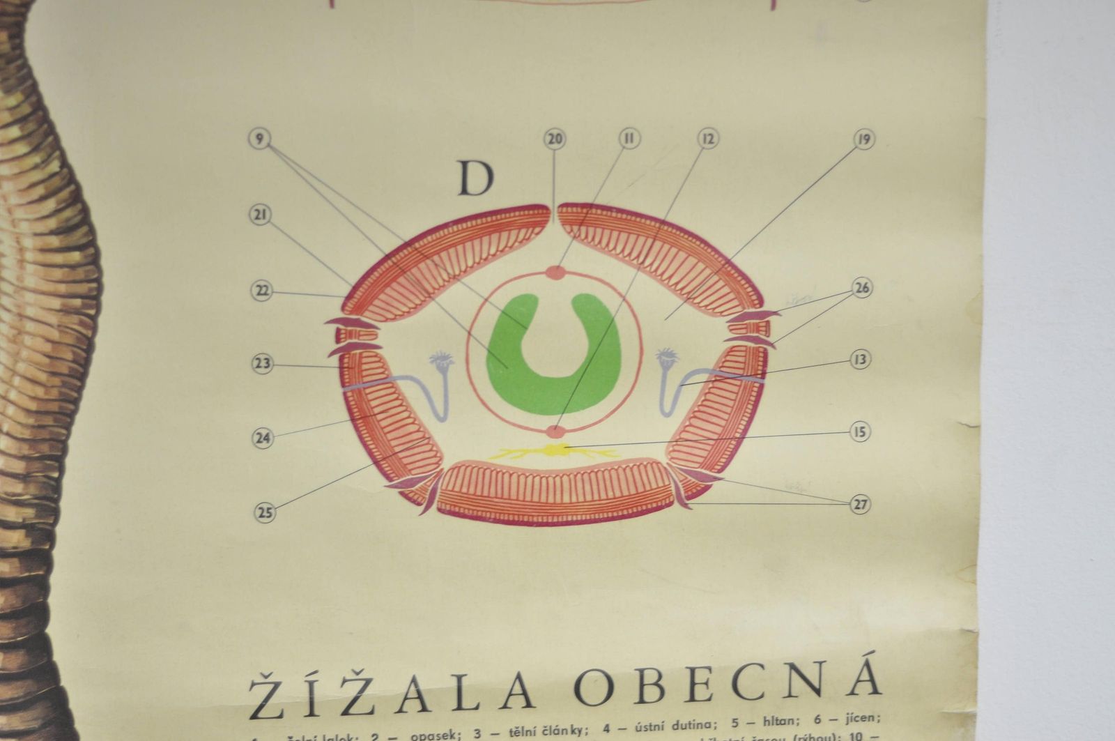 Eartworm School Chart, Pull Down Chart, School Pull Down Chart, Vintage School Chart, School Chart, School Pull Down, School Poster, School photo for sale