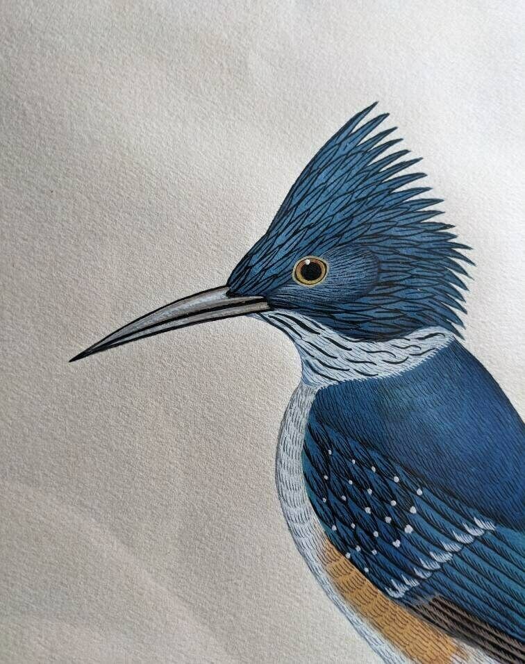 A Very Fine Original Watercolour Painting Of A Blue Kingfisher Bird By Nepalese Artist C.B.S. Dangol photo 150.0