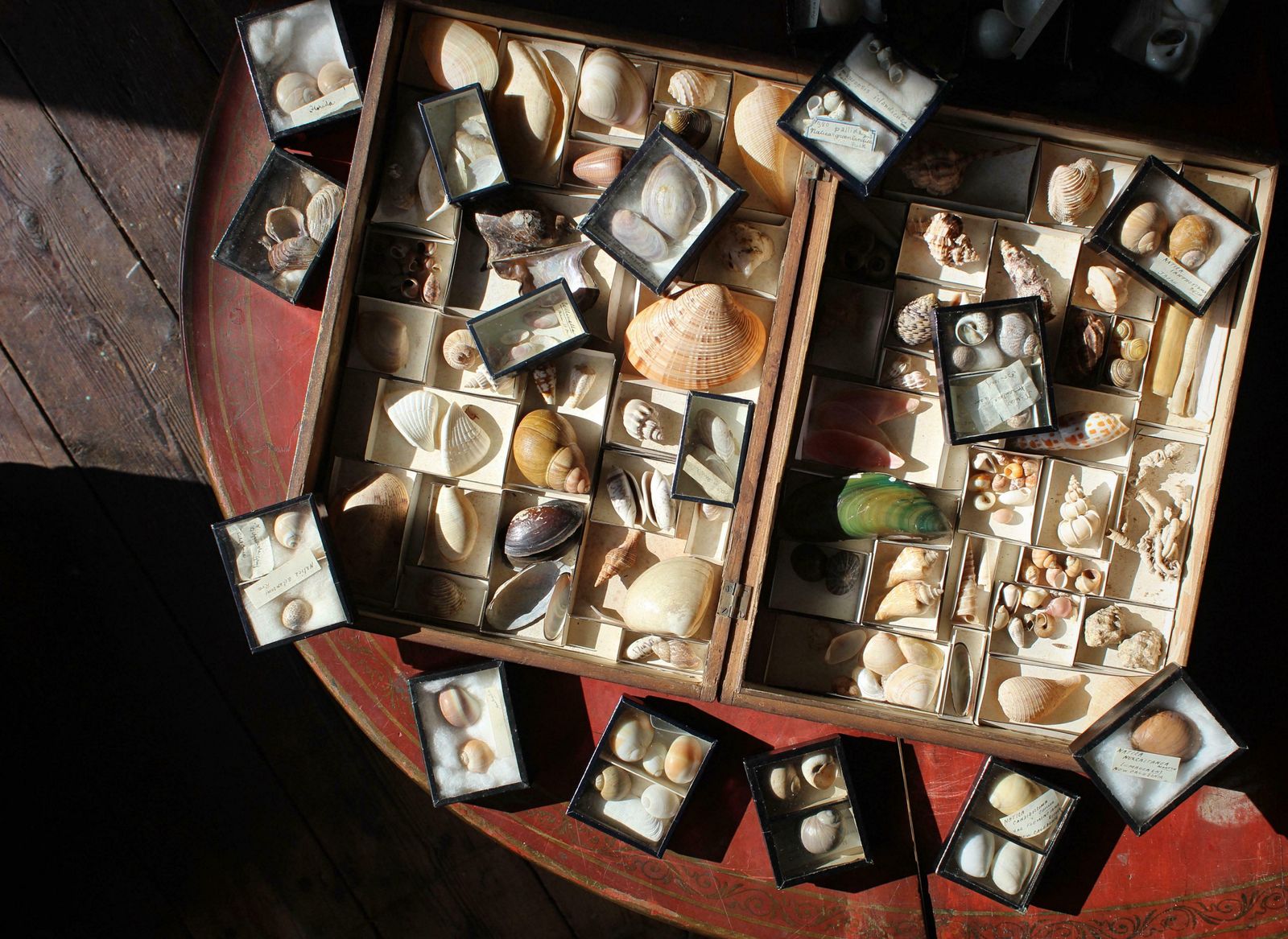 19th Century Large Collection Of Victorian Conchology Shell Specimens Taxidermy photo 795.0
