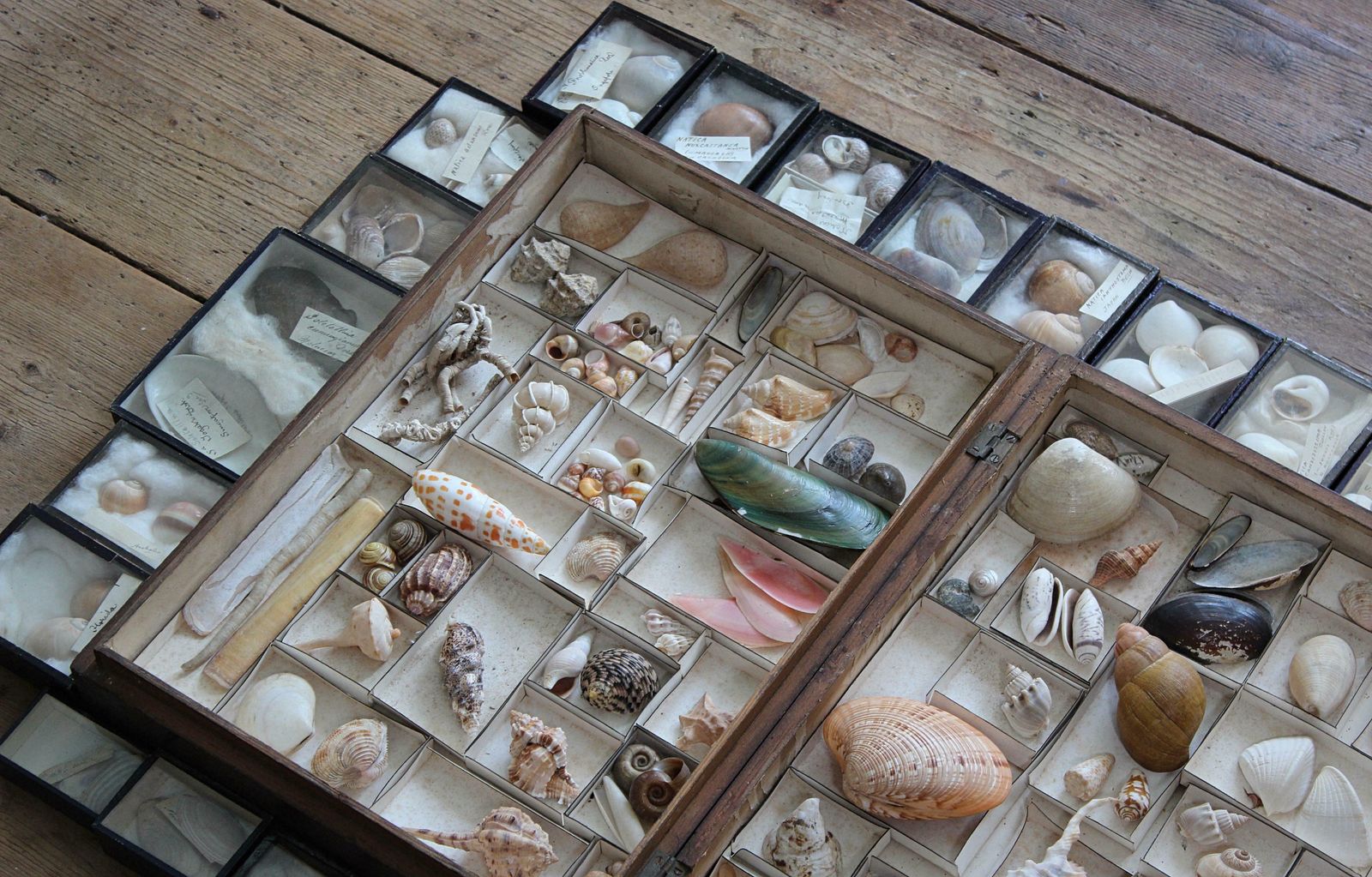 photo for sale 19th Century Large Collection Of Victorian Conchology Shell Specimens Taxidermy