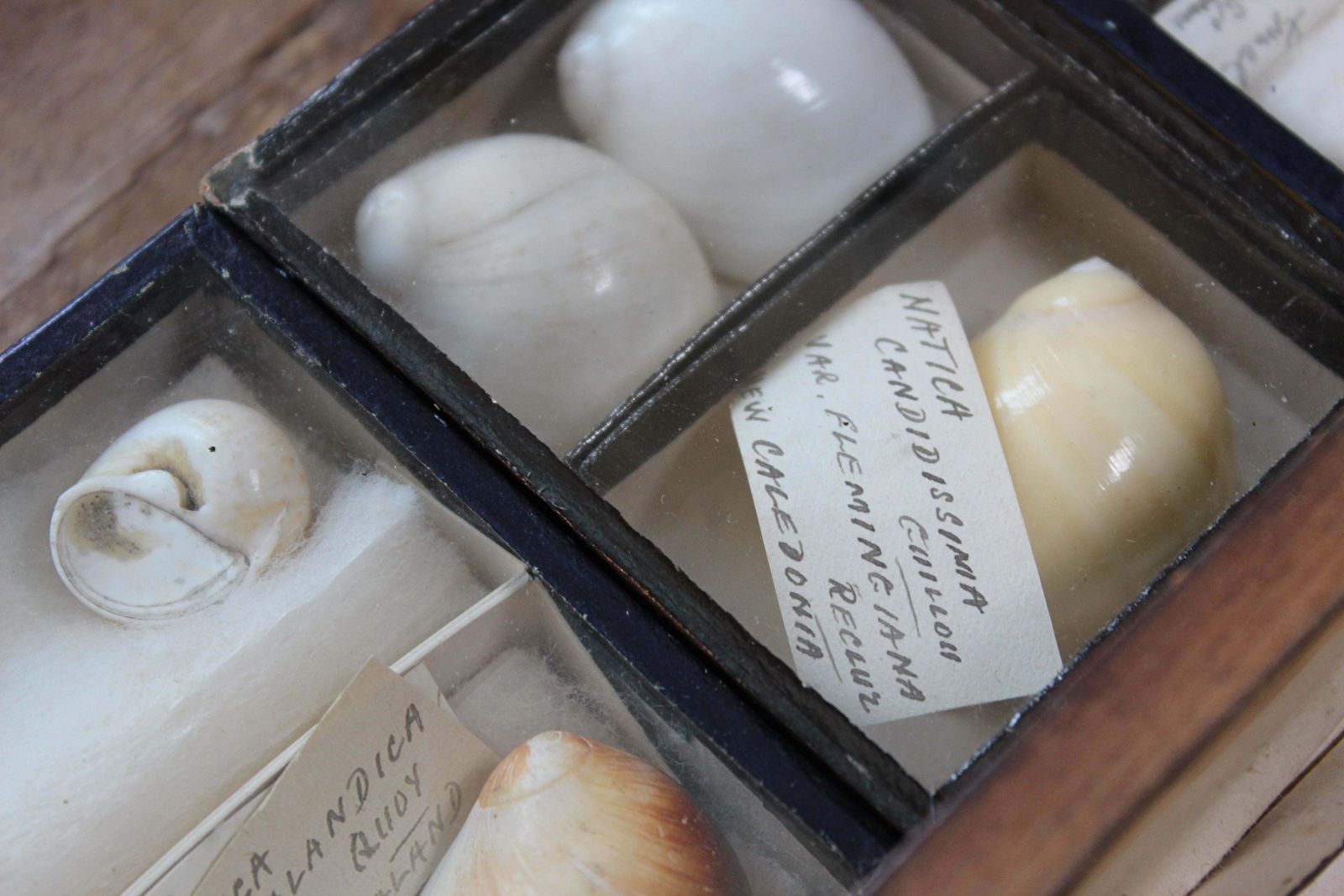 795.0 19th Century Large Collection Of Victorian Conchology Shell Specimens Taxidermy photo