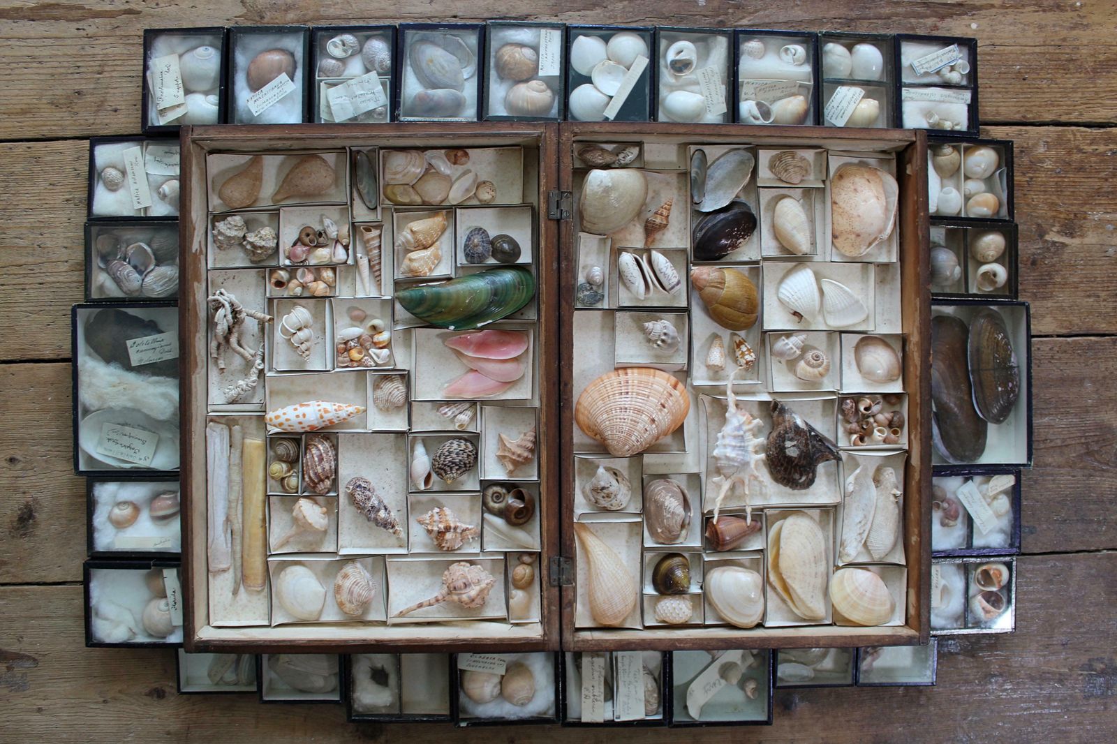photo buy 19th Century Large Collection Of Victorian Conchology Shell Specimens Taxidermy