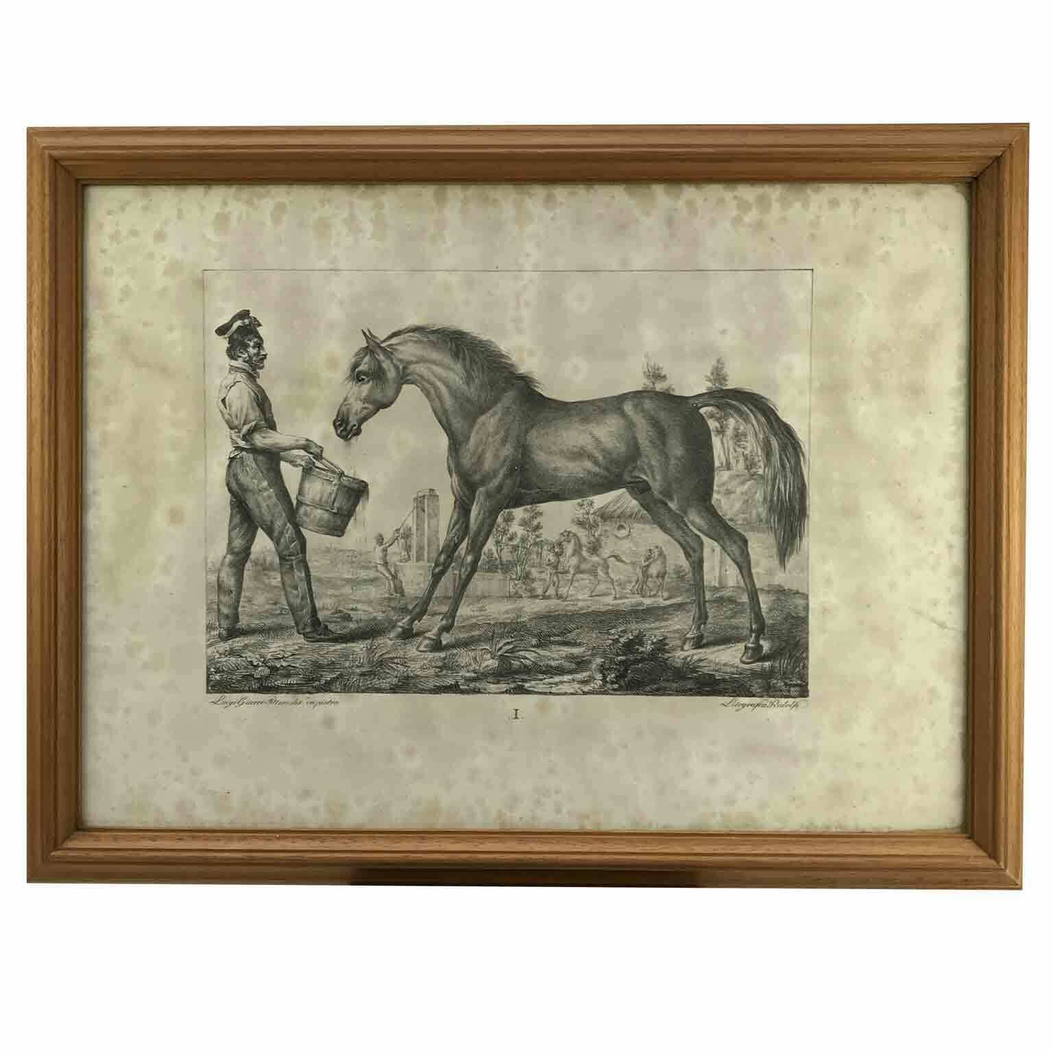 Luigi Giarré Horse Breeds Known In Europe Florence 1822 photo for sale