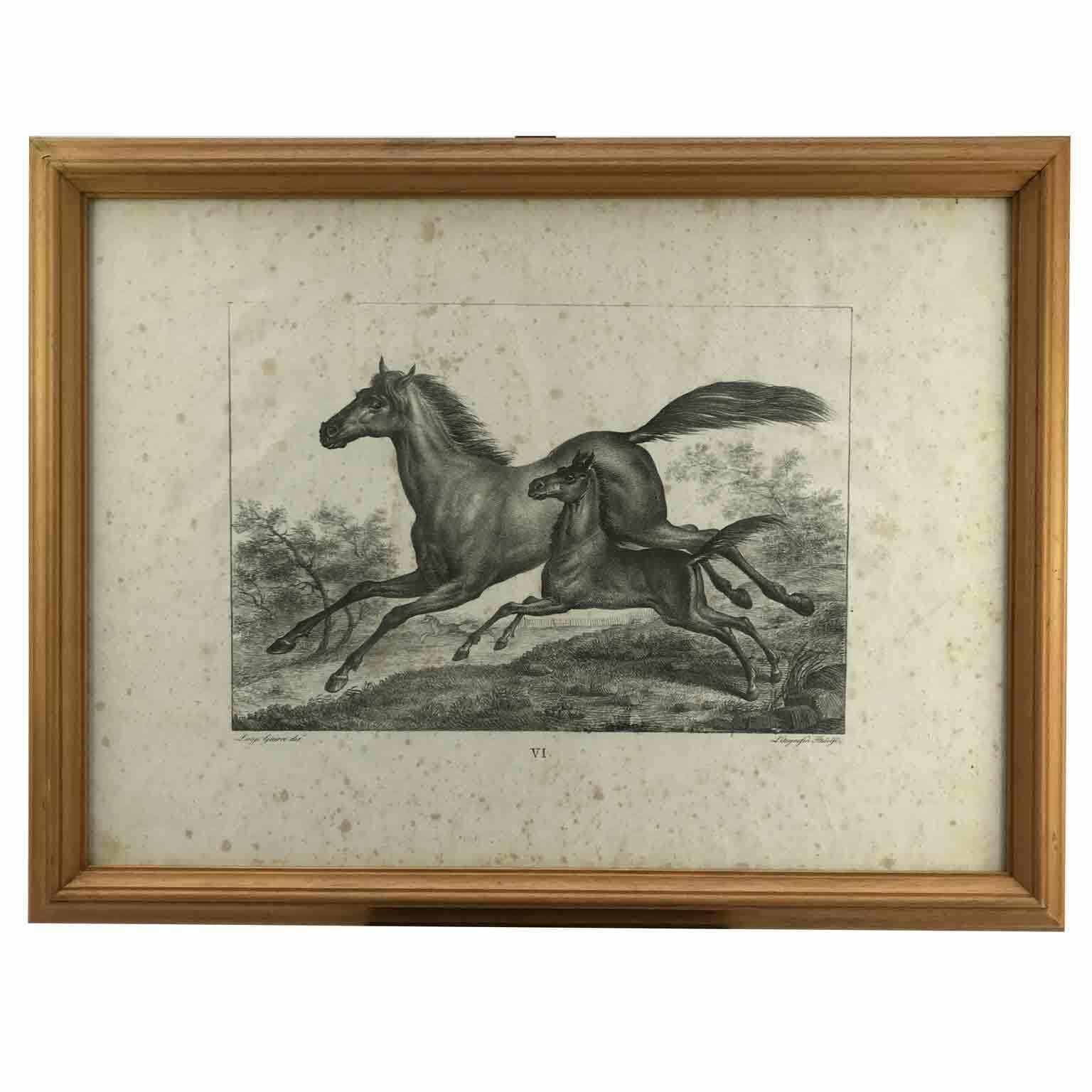 Luigi Giarré Horse Breeds Known In Europe Florence 1822 photo buy