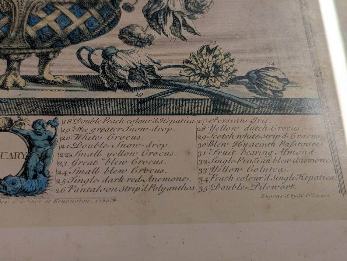 35 Flowers Of February Engraving By H. Fletcher photo 169.0