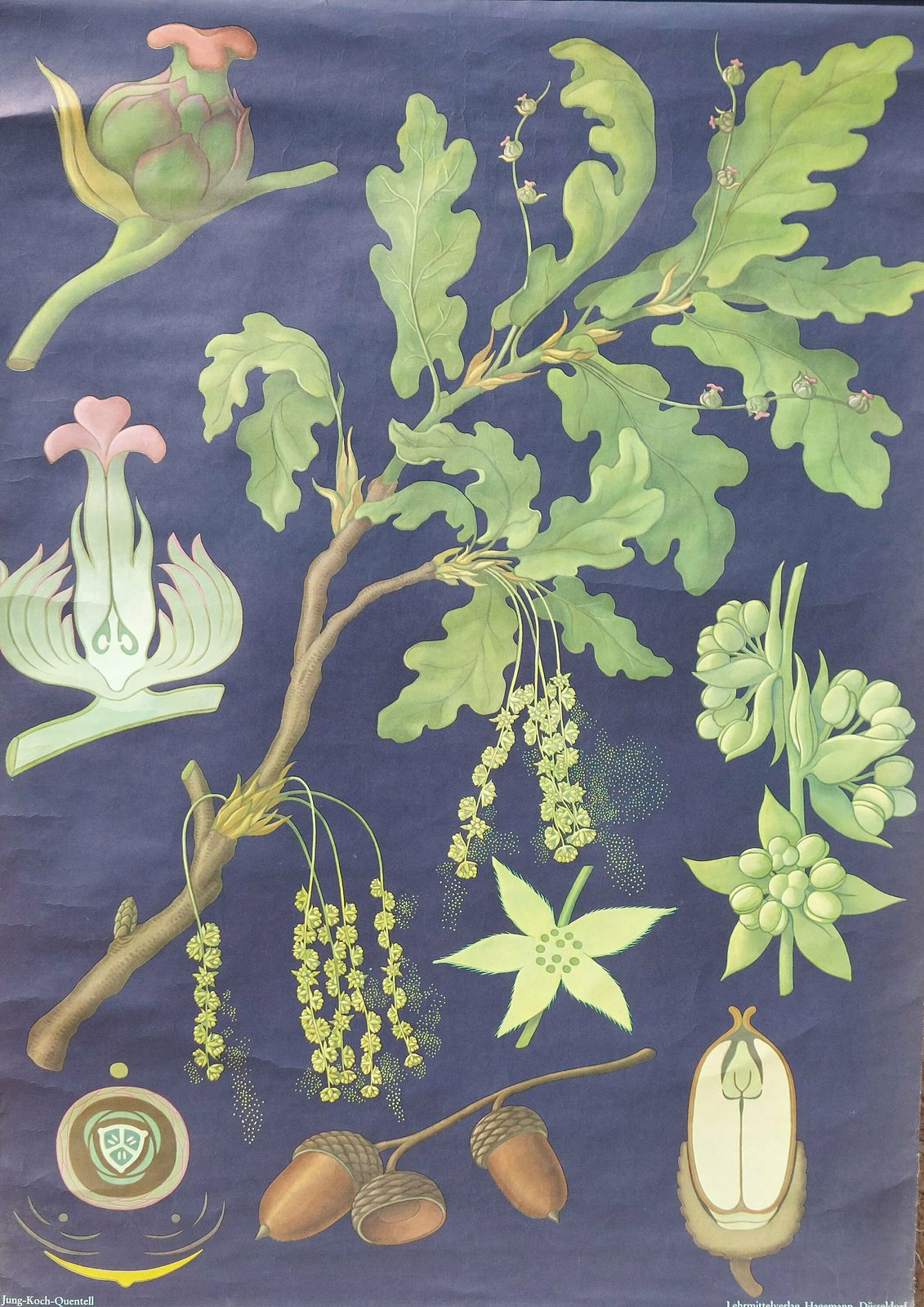Vintage Original German Educational Poster/Oak Tree/Vintage School Wall Chart/Roll Down Print/Botanical Chart/Jung Koch Quentell/67's photo Art