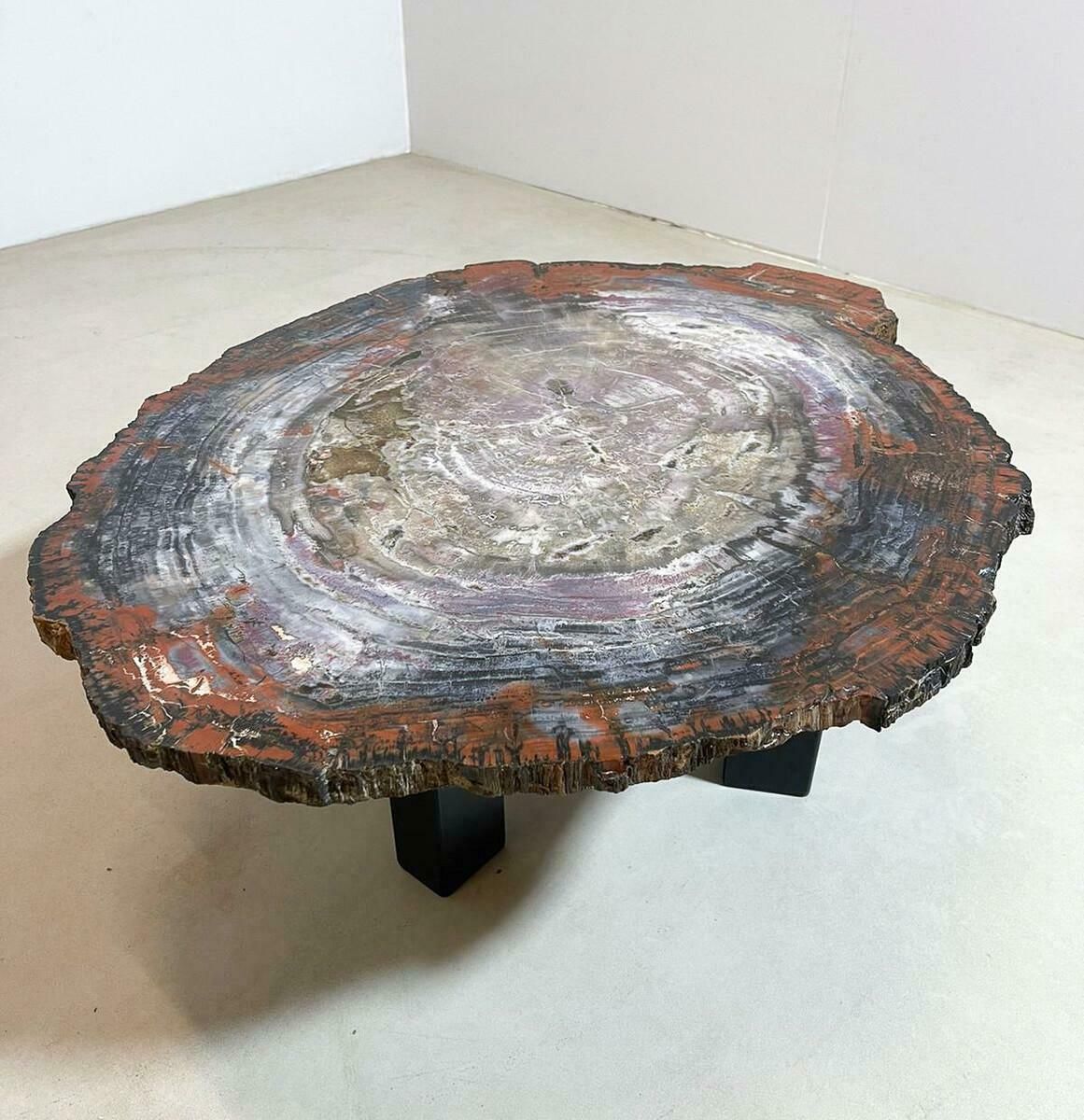 Mid Century Petrifiedwood Coffee Table, Belgium, 1970s photo furniture