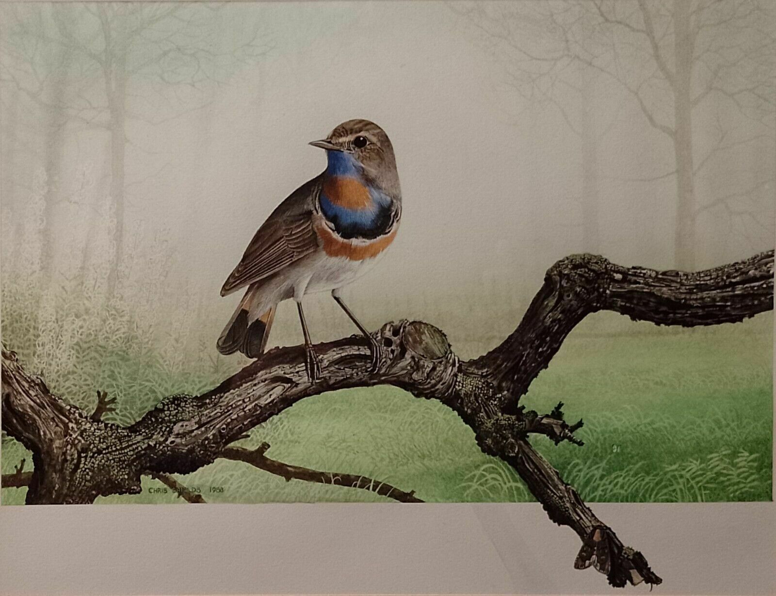 Signed Original Ornithology Gouache Painting Of Bird Bluethroat Chris Shields photo for sale