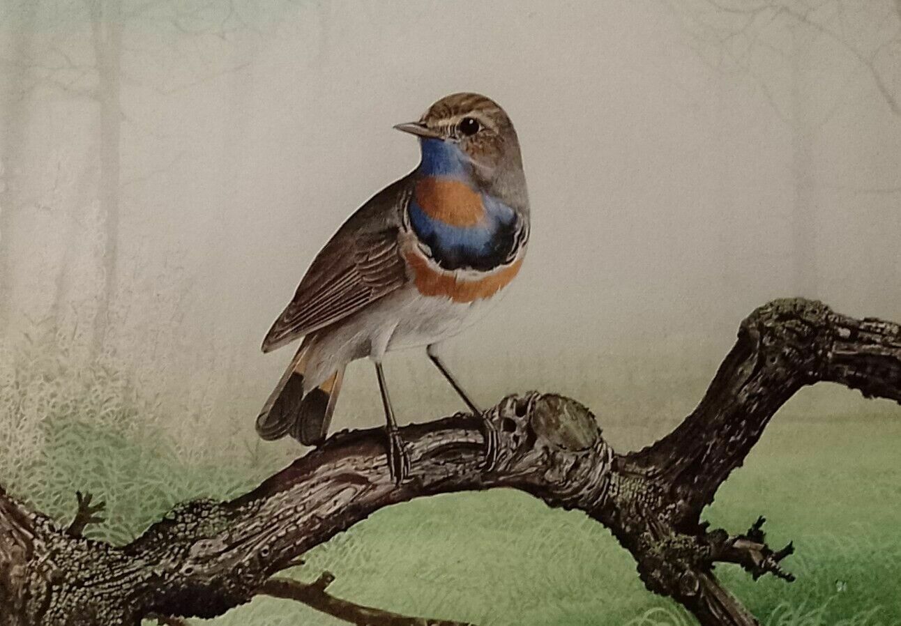 Signed Original Ornithology Gouache Painting Of Bird Bluethroat Chris Shields photo Art