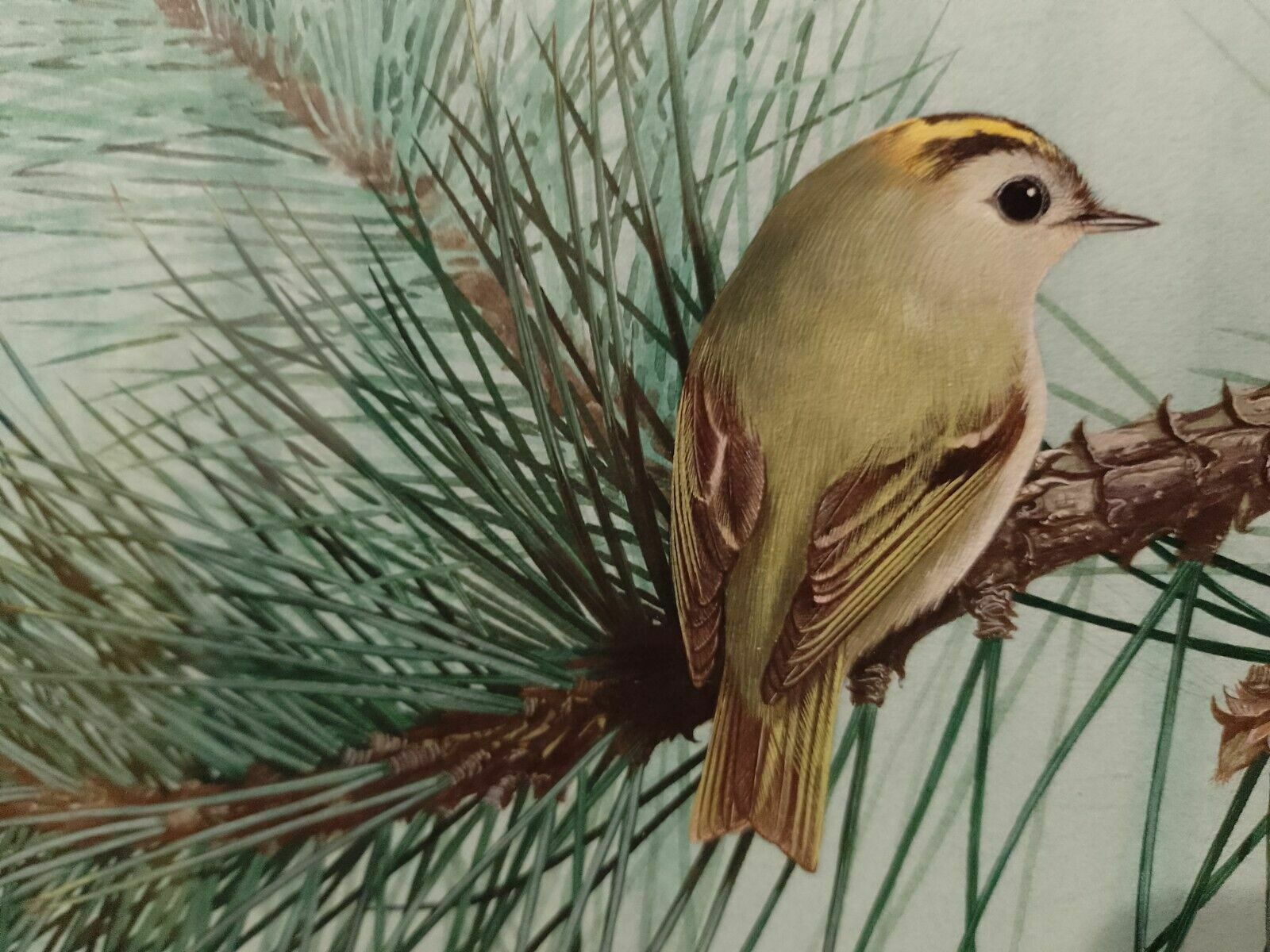 Signed Original Ornithology Gouache Painting Of Birds Chris Shields Goldcrests photo Art