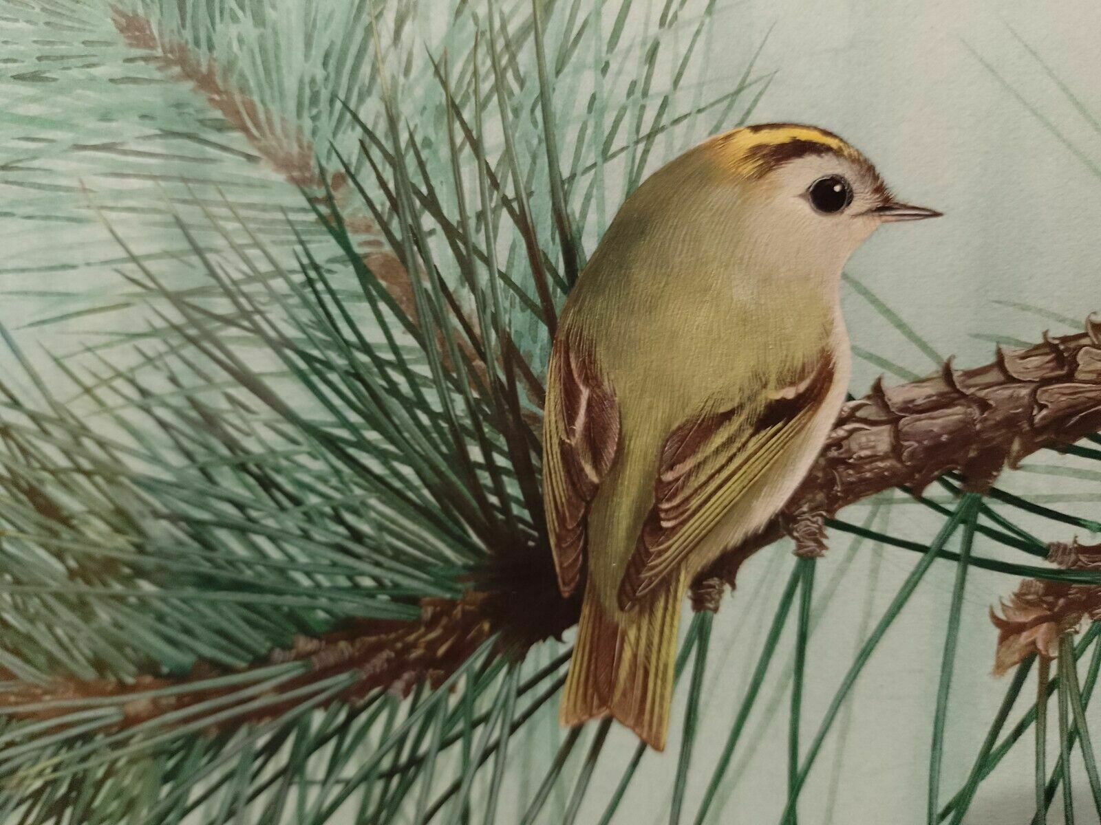 Signed Original Ornithology Gouache Painting Of Birds Chris Shields Goldcrests photo 299.0