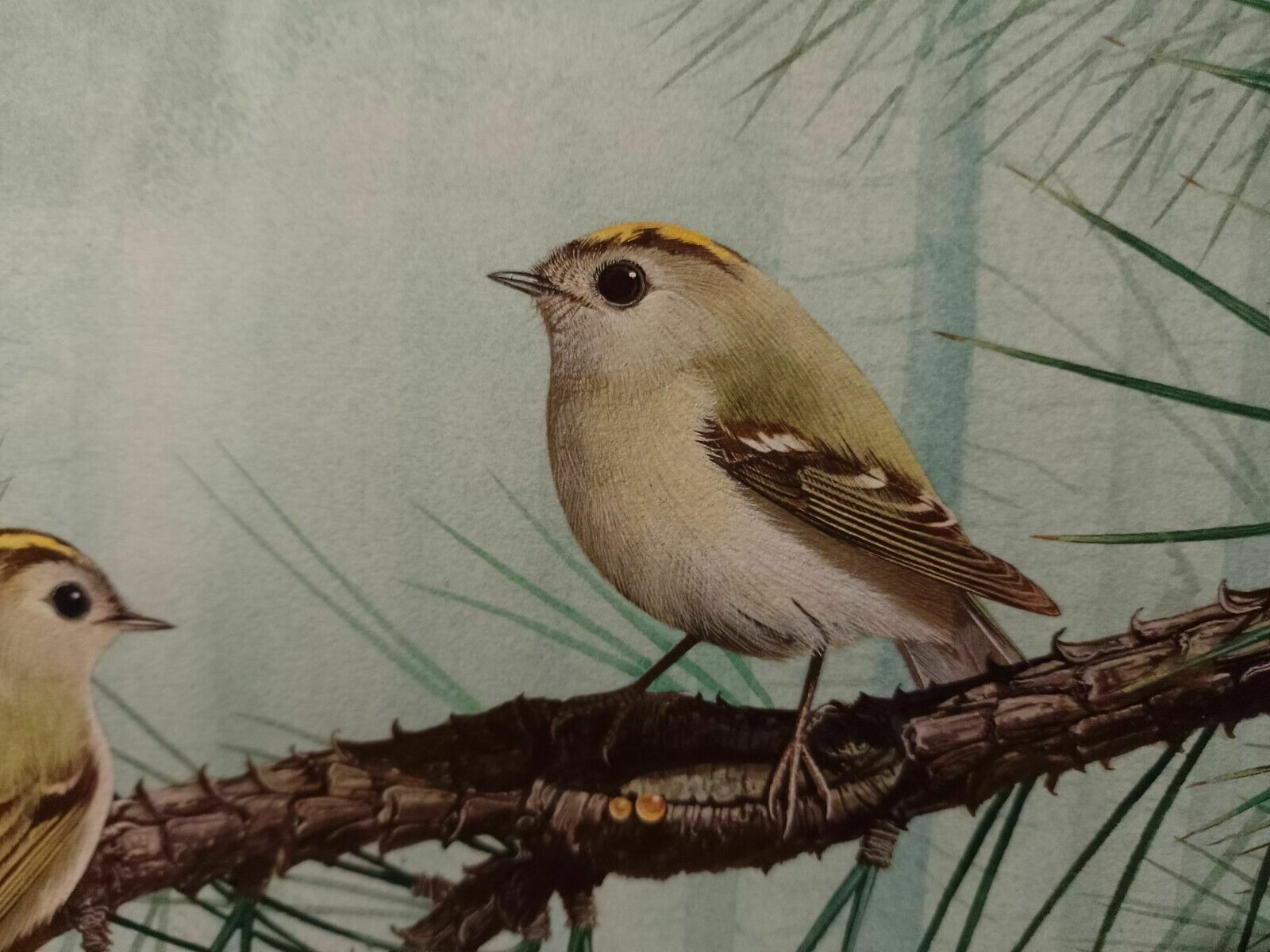 299.0 Signed Original Ornithology Gouache Painting Of Birds Chris Shields Goldcrests photo
