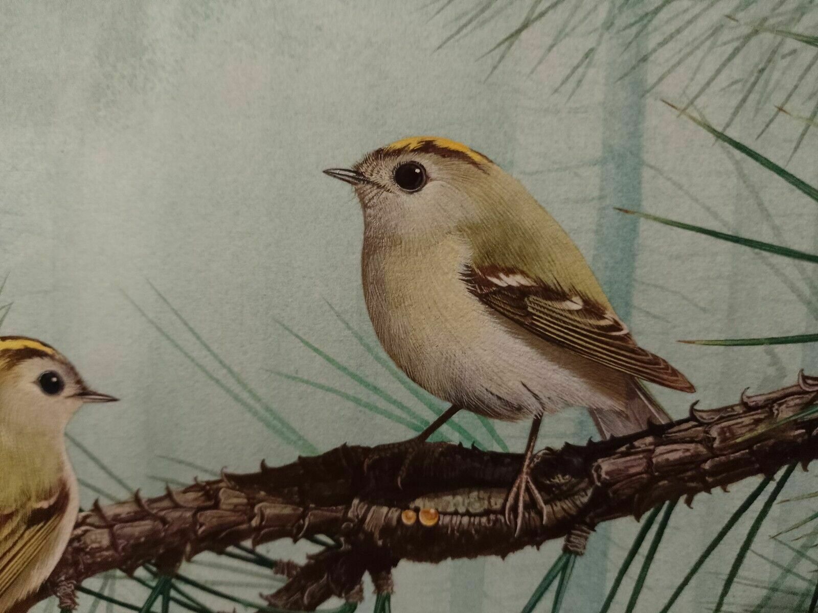 photo buy Signed Original Ornithology Gouache Painting Of Birds Chris Shields Goldcrests