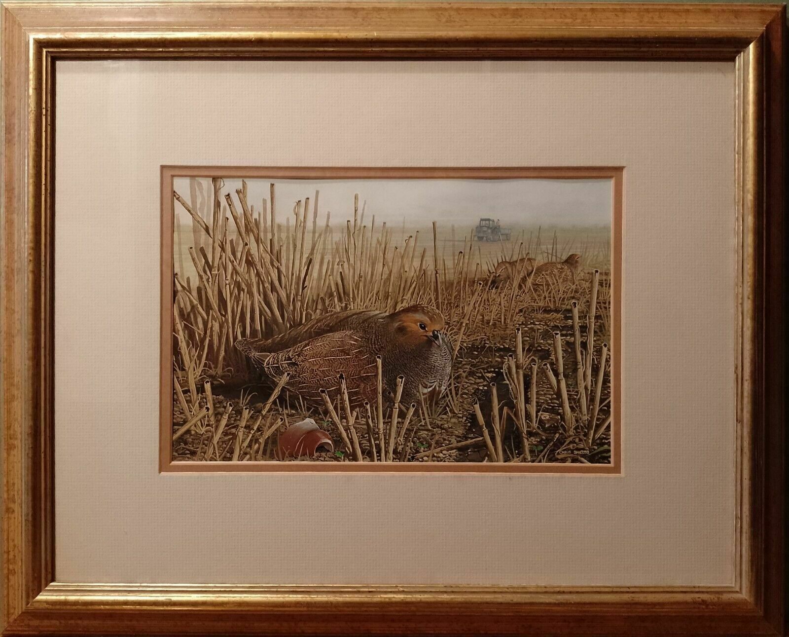 Signed Original Ornithology Gouache Painting Of Birds Chris Shields Grouse