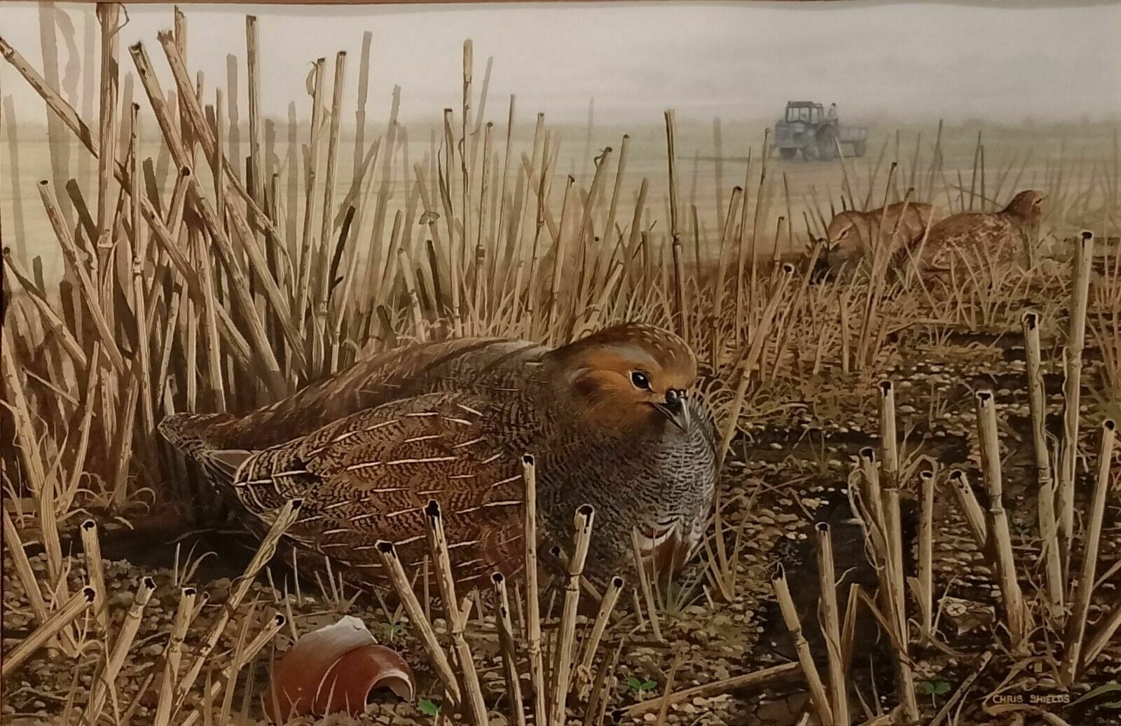 Signed Original Ornithology Gouache Painting Of Birds Chris Shields Grouse photo for sale