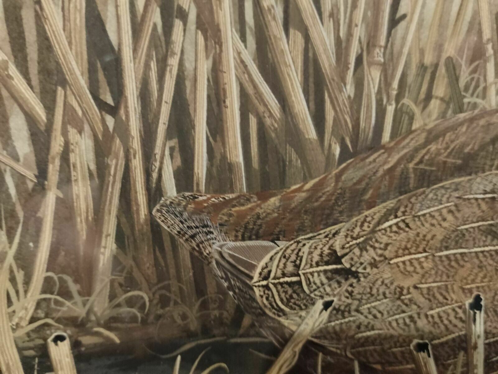 photo buy Signed Original Ornithology Gouache Painting Of Birds Chris Shields Grouse