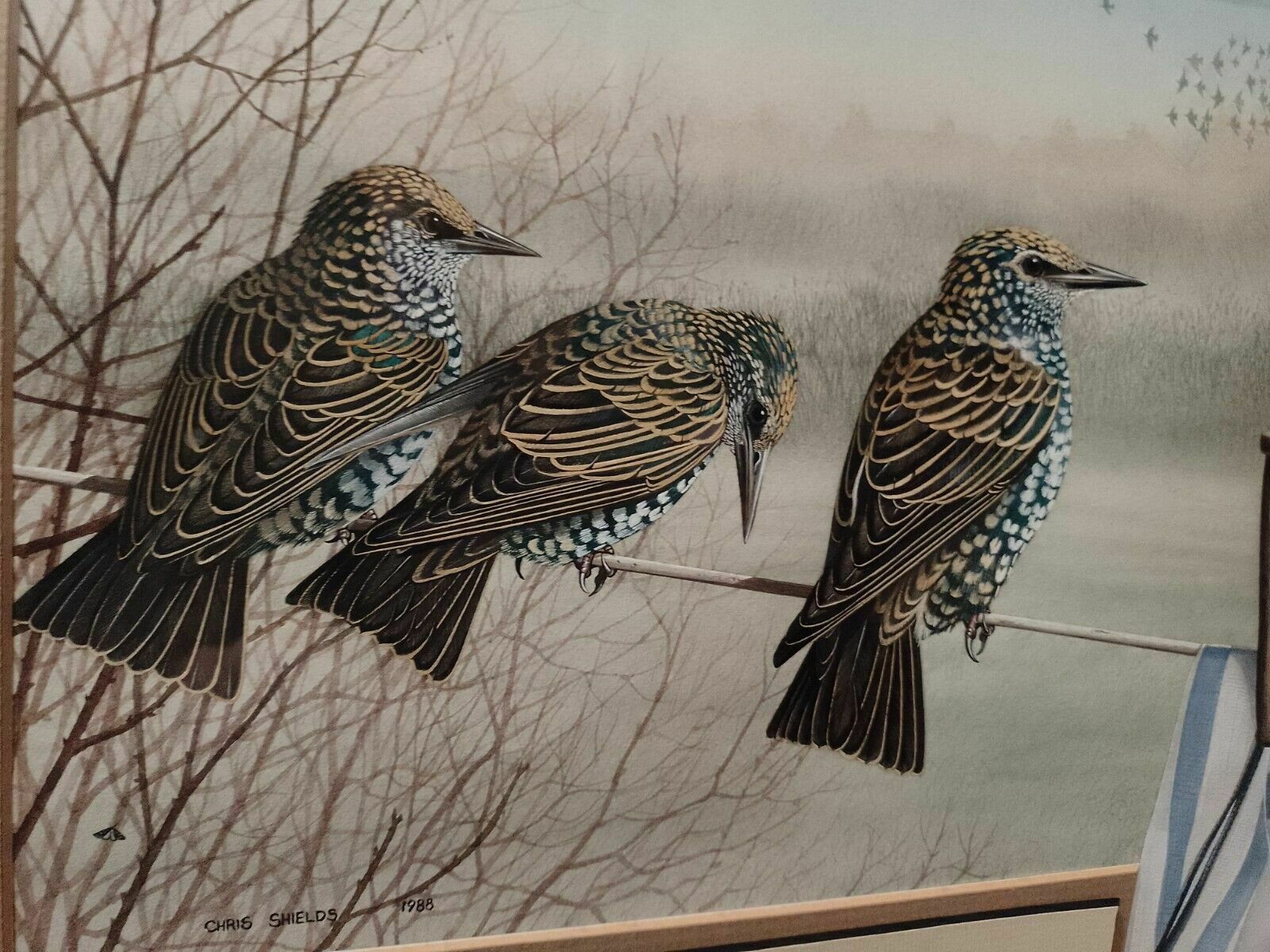 Signed Original Ornithology Gouache Painting Of Bird 3 Starlings Chris Shields photo for sale