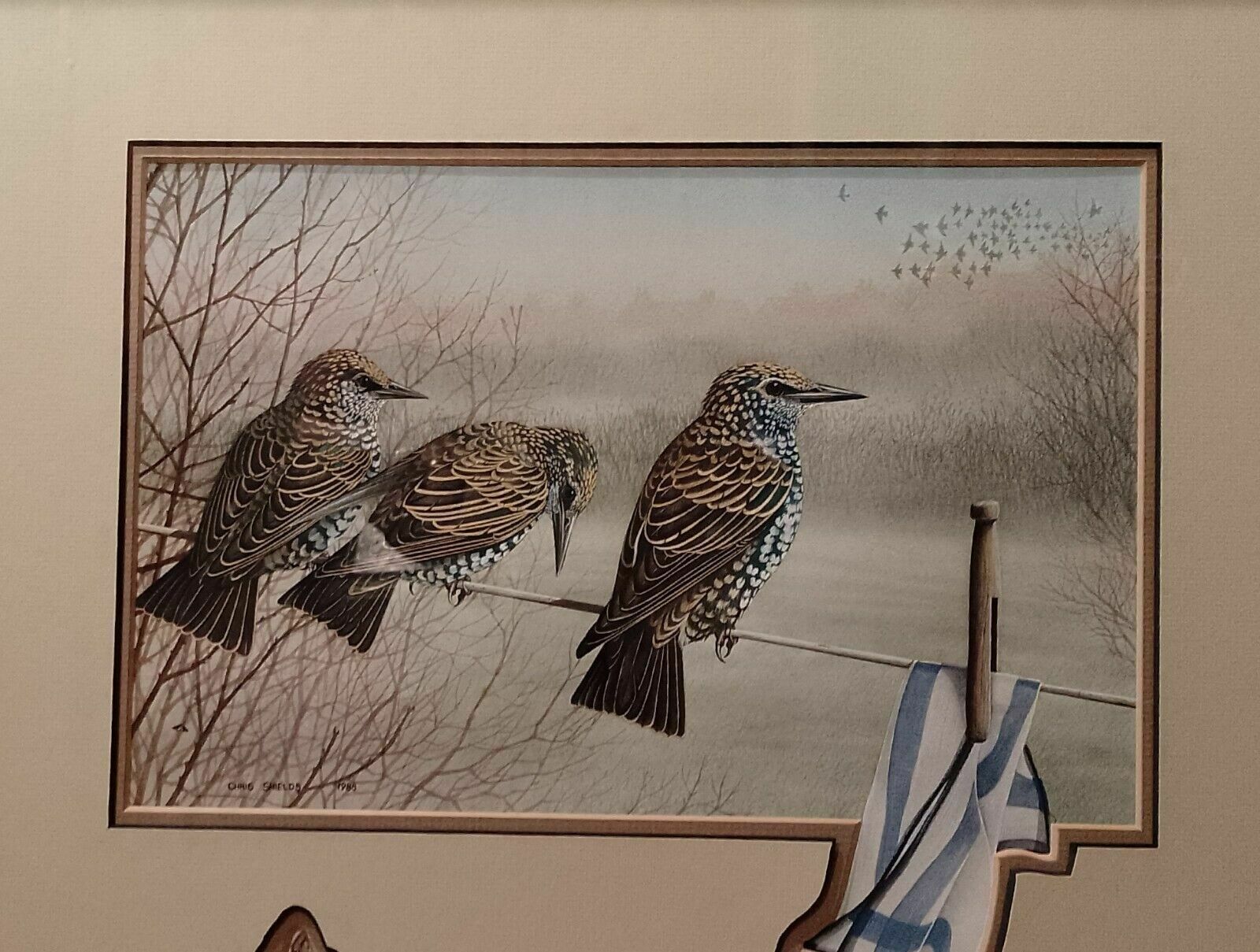 photo for sale Signed Original Ornithology Gouache Painting Of Bird 3 Starlings Chris Shields