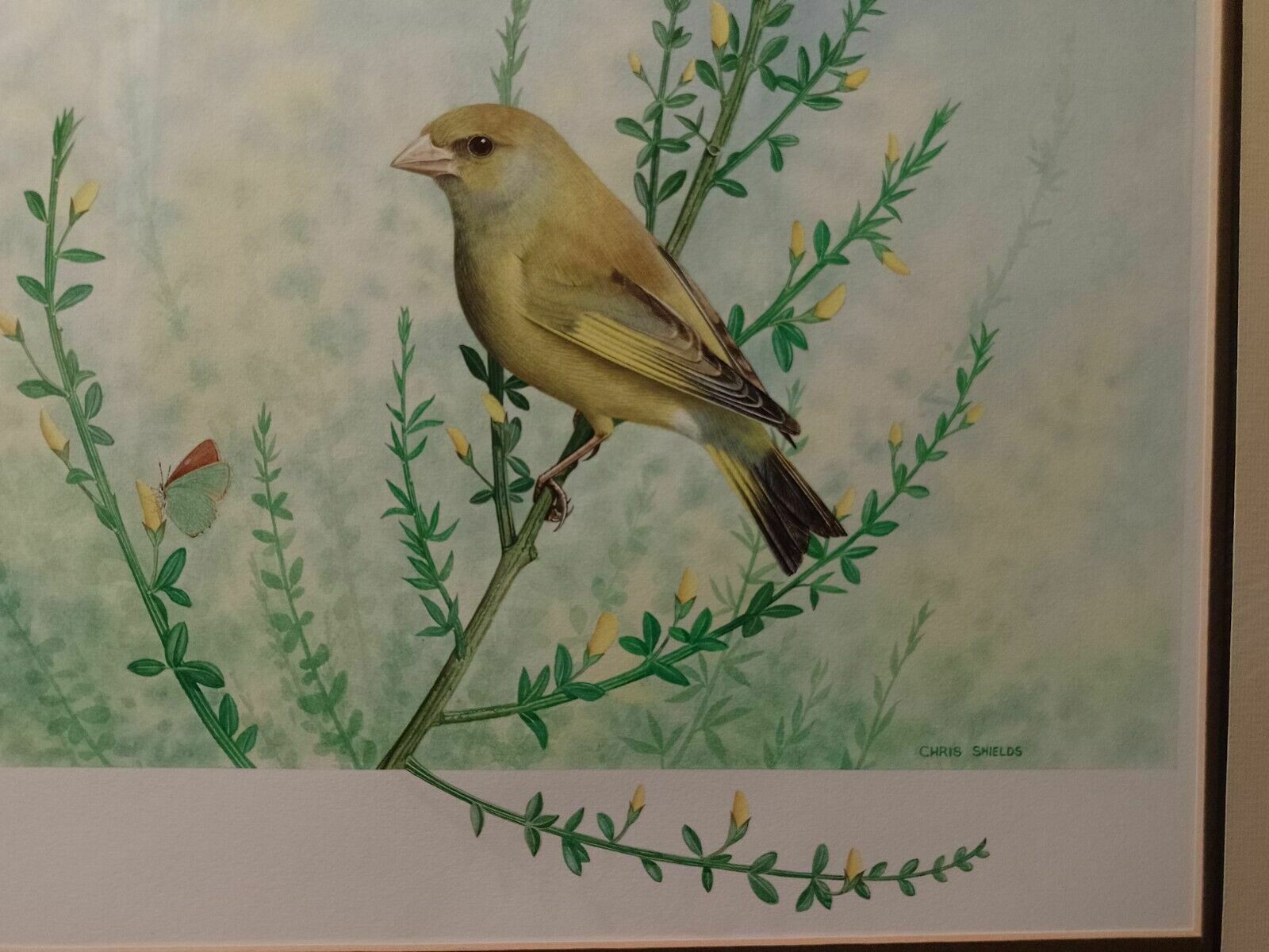 Signed Original Ornithology Gouache Painting Of Bird Greenfinch Chris Shields photo for sale