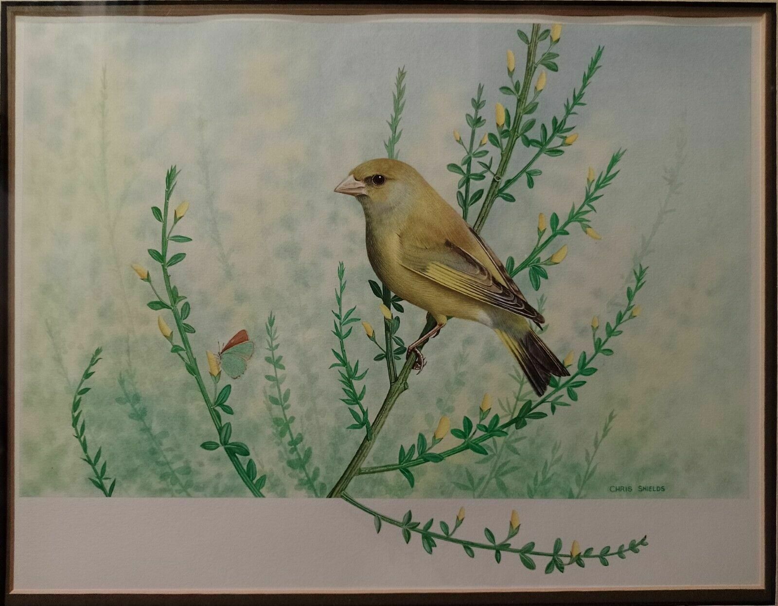 photo furniture Signed Original Ornithology Gouache Painting Of Bird Greenfinch Chris Shields