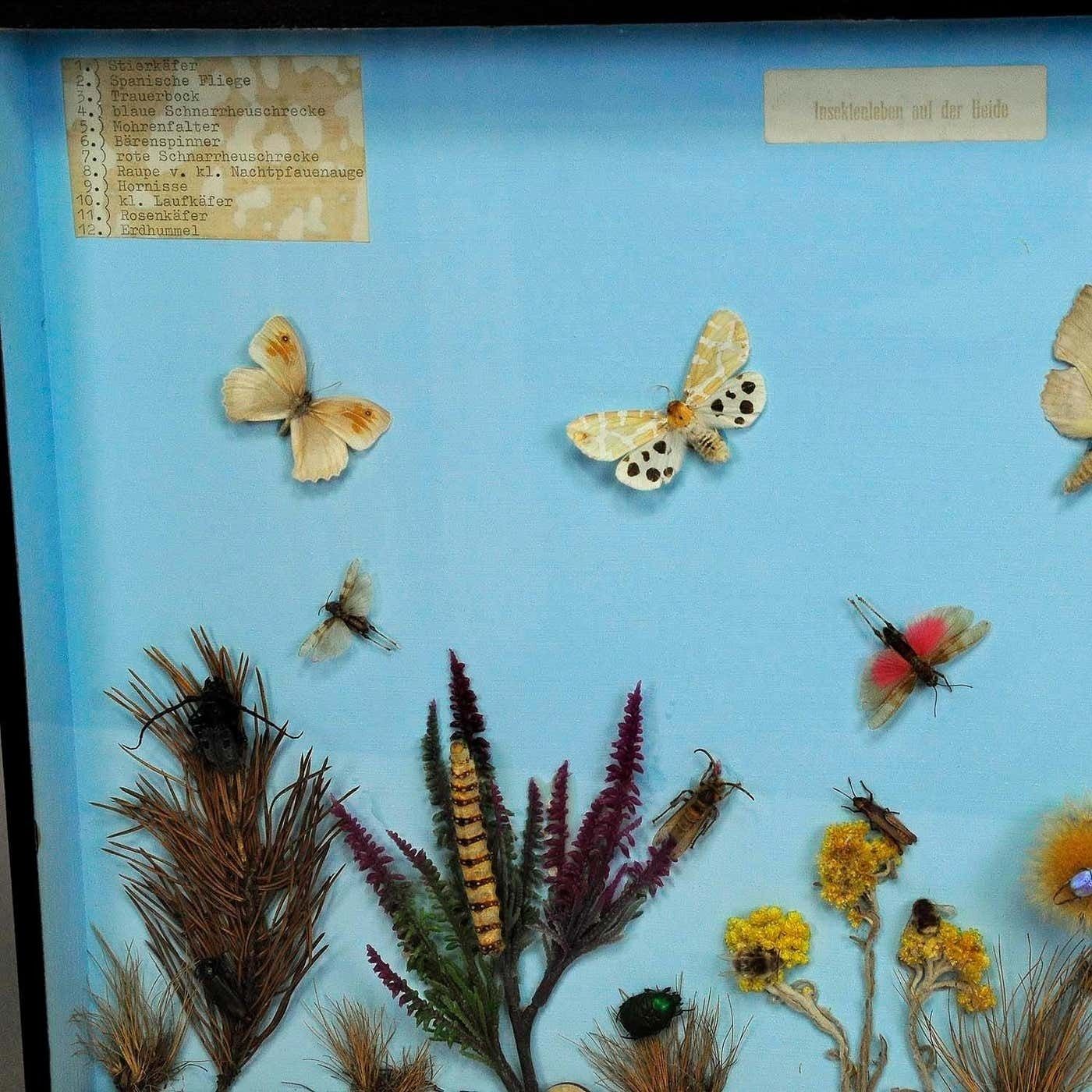 Great Vintage School Teaching Display Of The Insects Of The Heath photo for sale