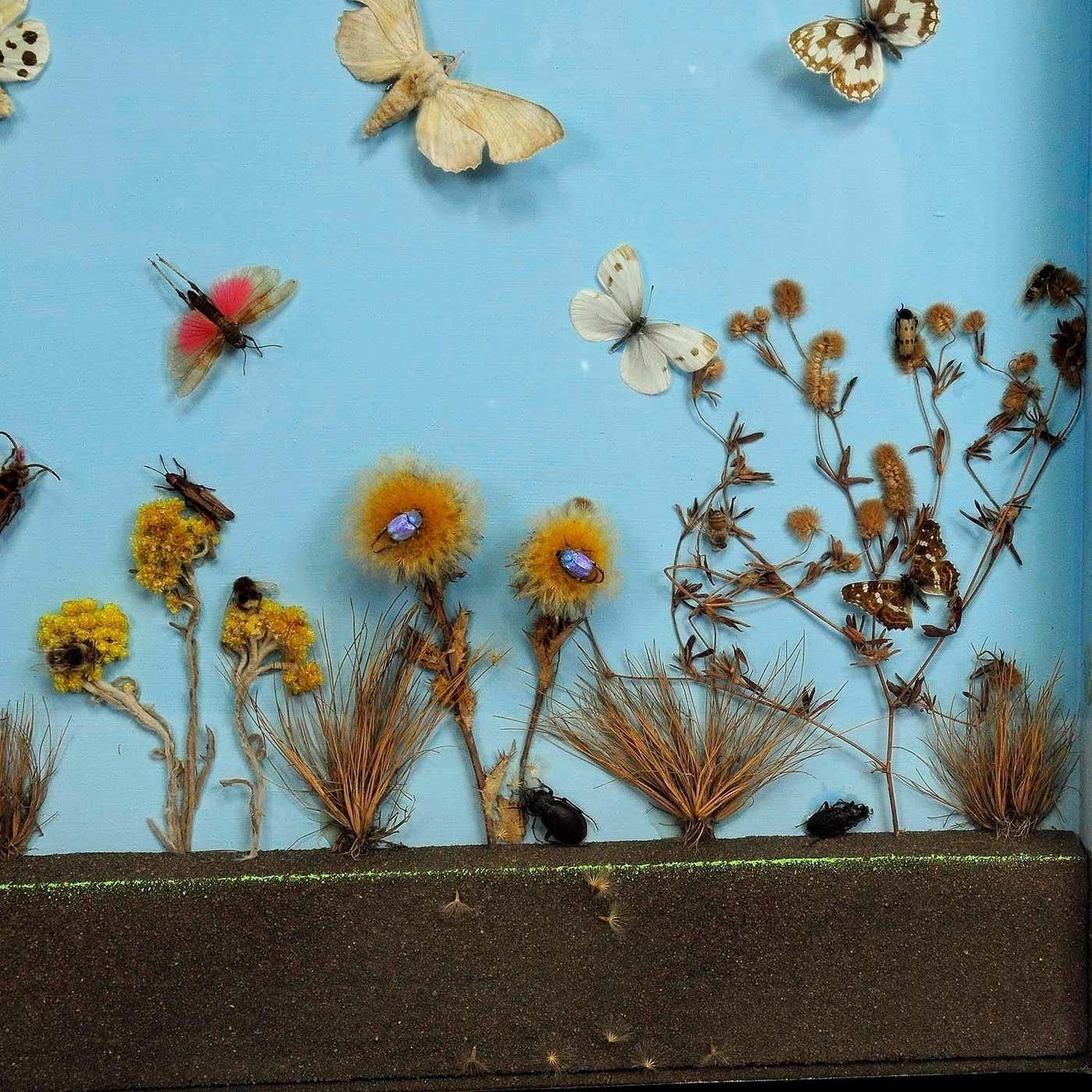 Great Vintage School Teaching Display Of The Insects Of The Heath photo 392.0