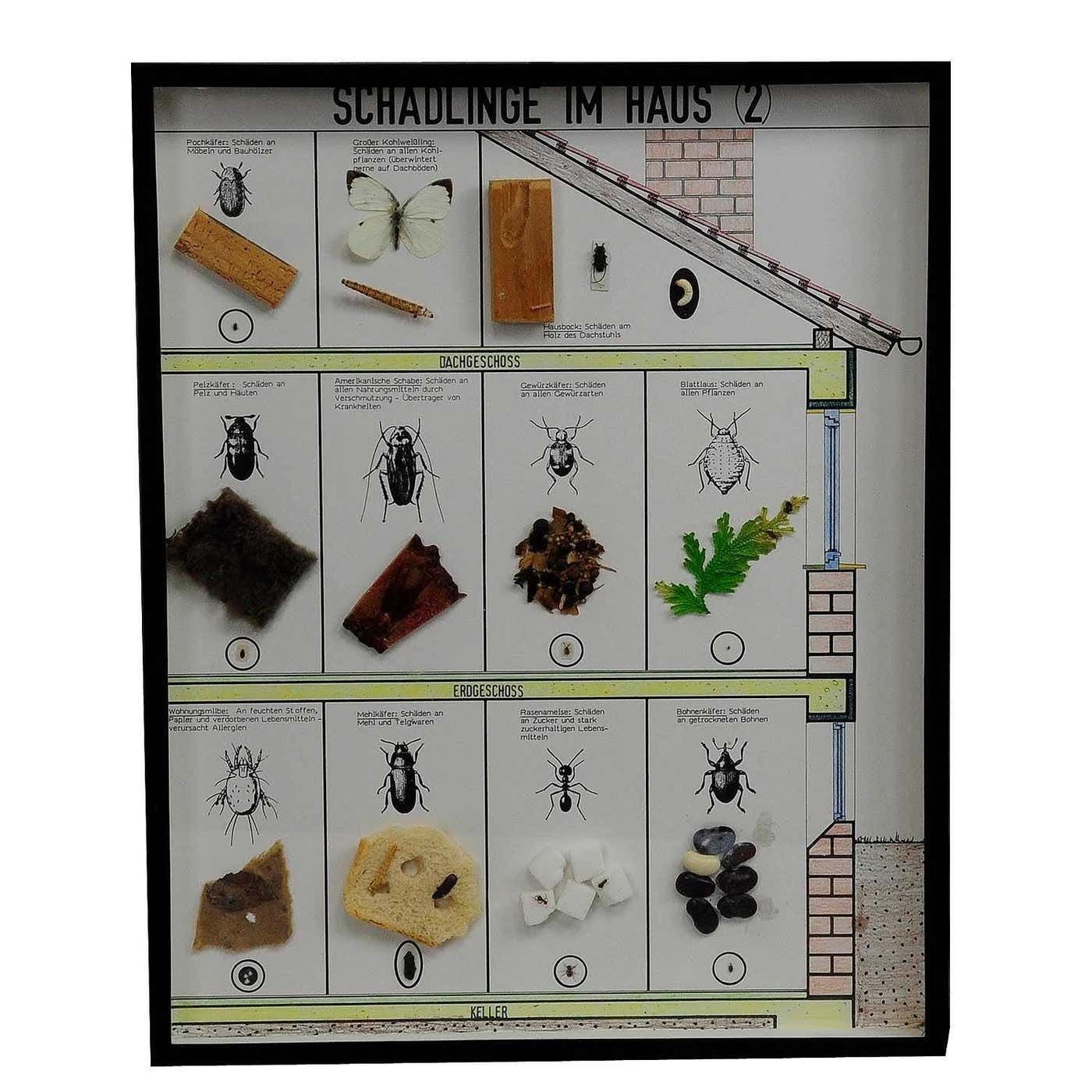 Great Vintage School Teaching Display Of Household Pests photo furniture