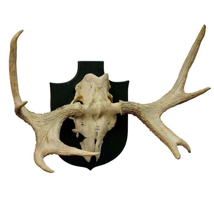 Moose Trophy From A Noble Estate In Germany Shot In Oeland 1956 photo furniture