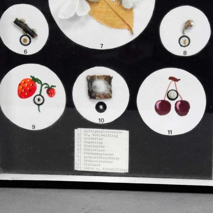 Great Vintage School Teaching Display Vermins In The Garden And Forest photo vinterior