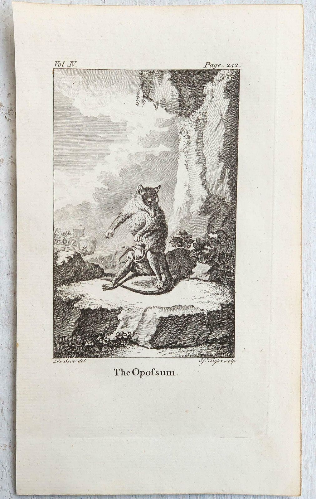 Set Of 8 Original Antique Prints Of Monkey's, Circa 1780 photo buy