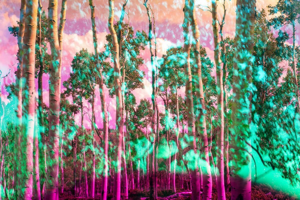 Karine Laval Pando #1, 2018, Karine Laval   Jungle, Woodland, Trees, Color Photography