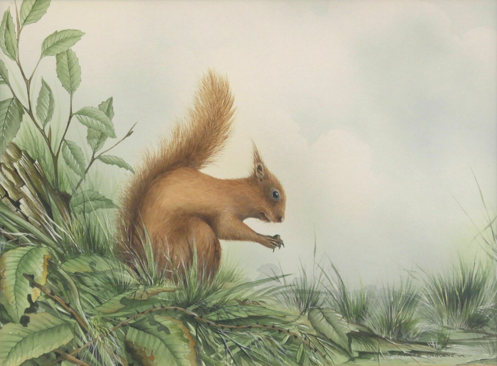 Watercolour Of A Squirrel By Andrew Osborne. photo furniture