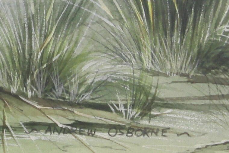 Watercolour Of A Squirrel By Andrew Osborne. photo for sale
