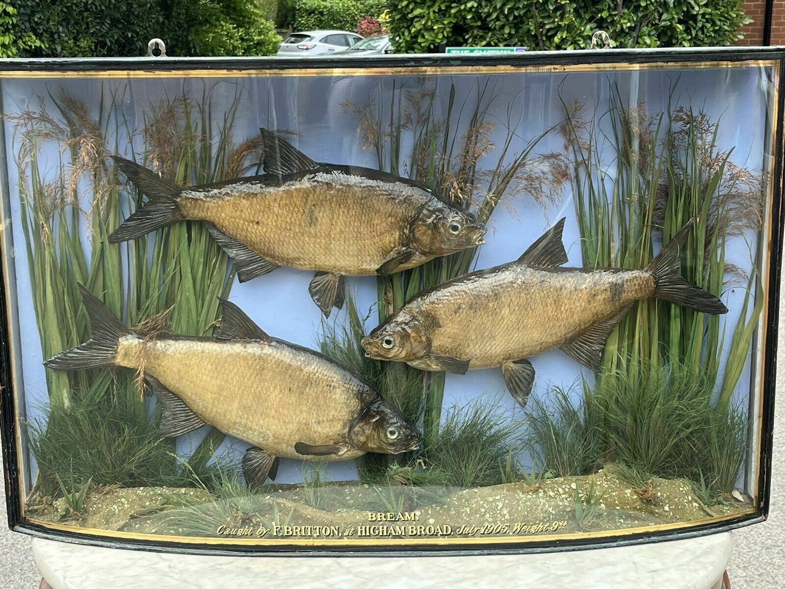 Taxidermy Bream, Bow Front Case, Caught By F.Britton 1906, Large & Exceptional photo Home Decor