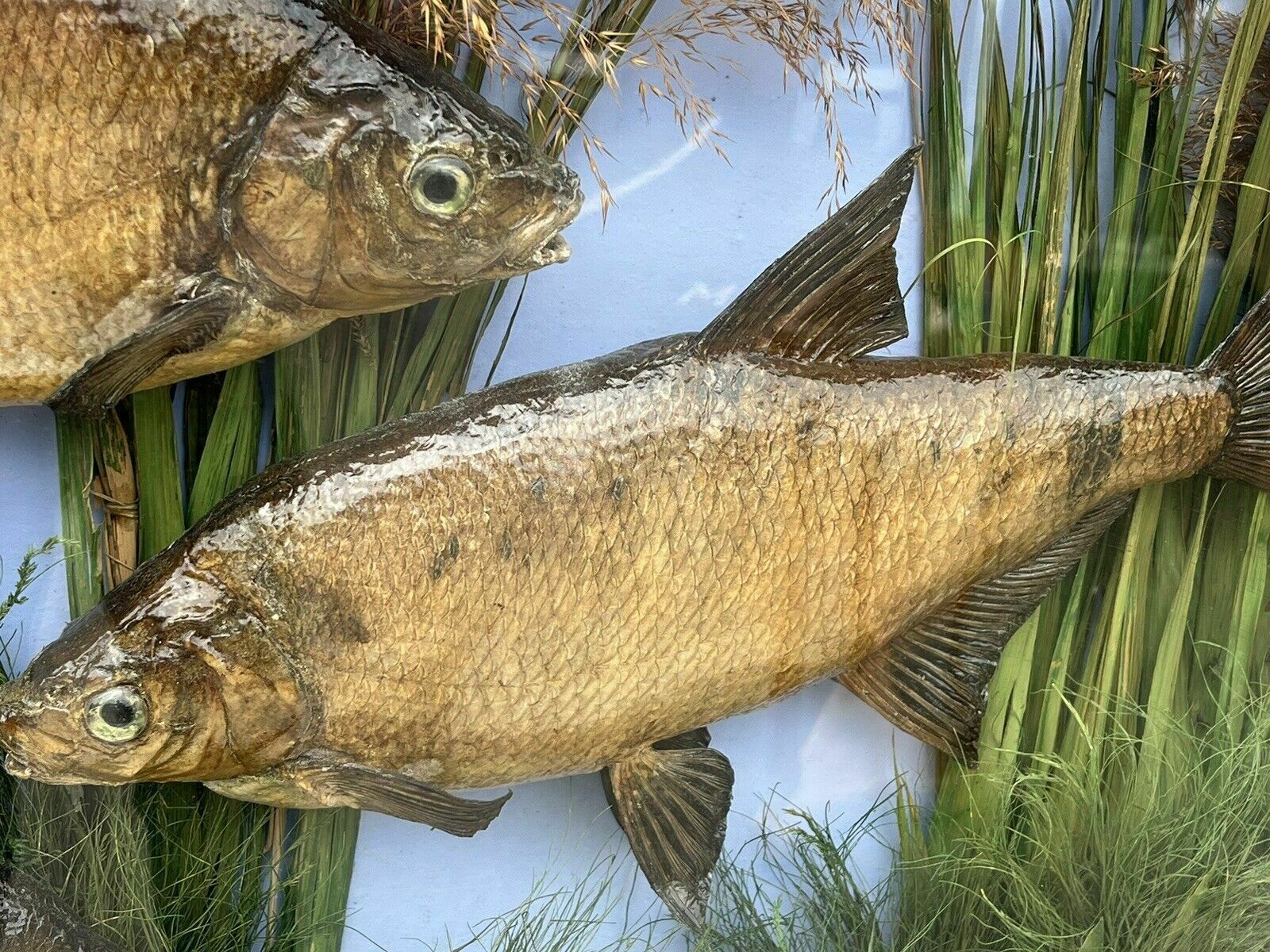 Taxidermy Bream, Bow Front Case, Caught By F.Britton 1906, Large & Exceptional photo buy